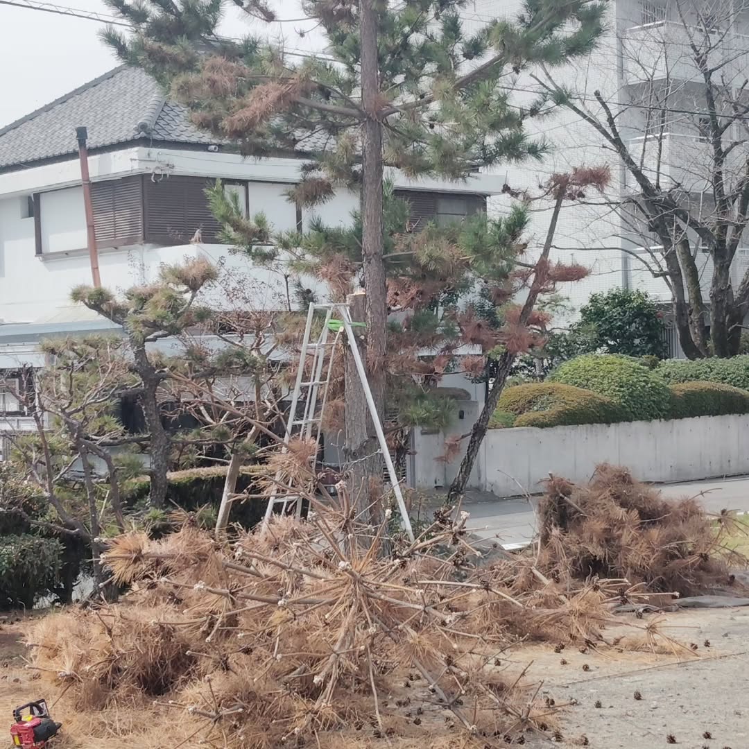 尾張旭にて枯れた松とミカンの木の伐採作業でした。
雨降る前に無事作業完了。引き続き現場の管理も任せて頂きありがとうございます。
#尾張旭市
#伐採
#剪定
#草刈り
#高蔵寺造園