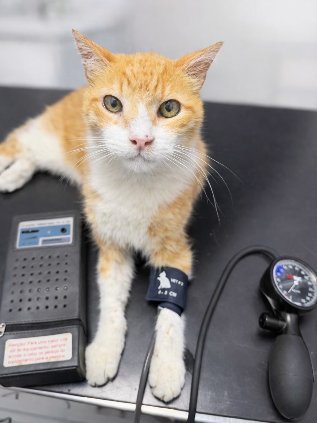 Quem disse que paciente idoso não pode fazer anestesia? Esse gatinho de 18 anos veio fazer a avaliação cardiológica como pré-anestésico e deu um show de arrasar!
Idade não é contraindicação.
Falta de preparo, sim.
Avaliação pré-anestésica + protocolo individualizado = mais segurança para o seu pet.
Arrasta para o lado para ouvir ↪️ 🔈