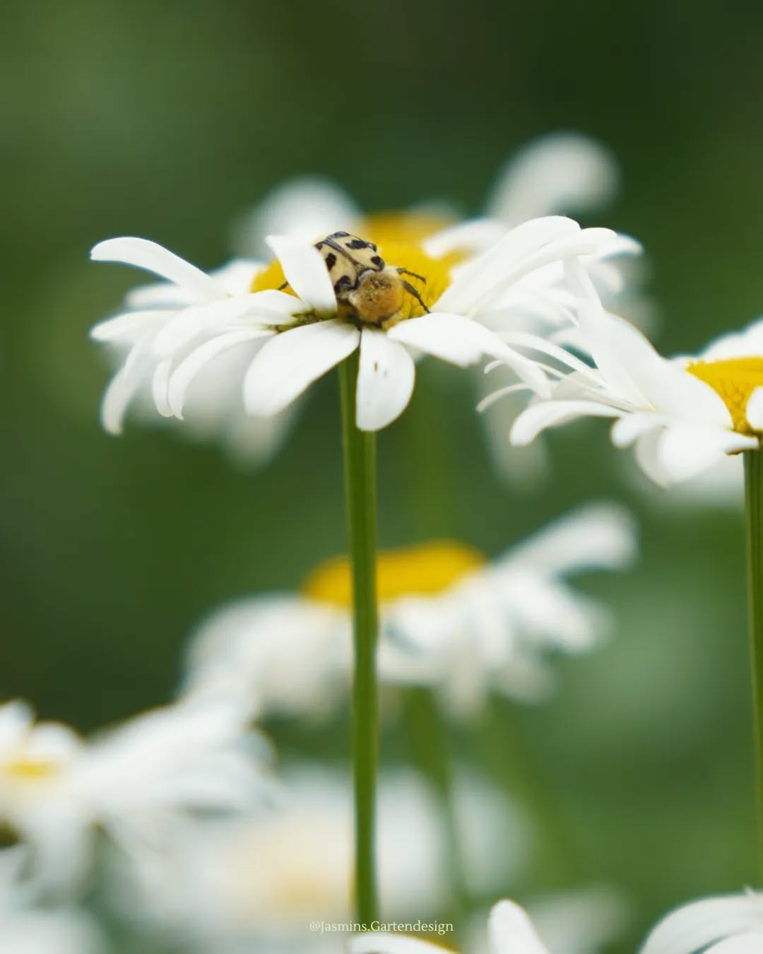 Neues Jahr - neues Glück 🍀
Hast du dir neue/ alte Ziele gesetzt❔
Was ist dein Ansporn für dieses Jahr❔- verrate es mir in den Kommentaren 🤫📩
❗Möchtest du endlich einen weiteren Schritt hin zu deinem Wohlfühlgarten gehen und schmuddelige Ecken im Garten verschönern?
Dann leg LOS! Gerne unterstütze ich dich dabei ✏
.
.
.
.
.
.
.
.
.
.
.
.
.
#Landschaftsarchitektur #landschaftsfotografie #landschaftsphotography #landschaftsarchitektin #landscapedesign #Gartengestaltung #gardendesign #gardeninspo #garteninspo #gartenjournal #gartenfotografie #gartenkonzepte #naturephotography #naturnahergarten #naturfotografie #natureshots #pflanzkonzepte #pflanzenfotografie #pflanzideen #pflanzenliebe #grünoaseinderstadt #grünanlagen #grünerwohnen #grünimgarten #grünkonzepte #homeandgarden #Hausgartenplanung #hausbau2023 #hausundgarten #hausbau2022