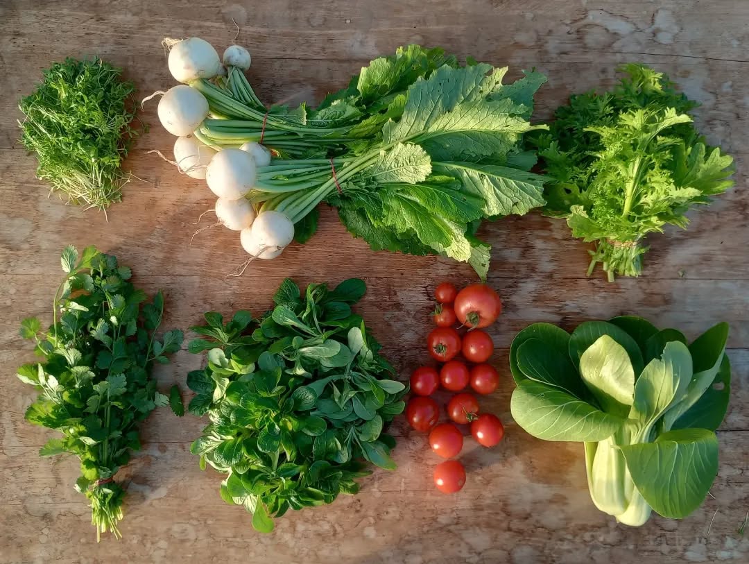 Die Kiste der Woche! Richtung Winter wird's immer grüner 🍃
Lust bekommen?! Die Anmeldung für die nächste Saison ist jetzt offen!
-
(Bild 1. wilde Kiste, 2. kleine wilde Kiste)
#gemüsekiste #regenerativelandwirtschaft #biokiste #solawi #heidelberg #mannheim #supportyourlocalfarmer
#slowfooddeutschland #womenwhofarm