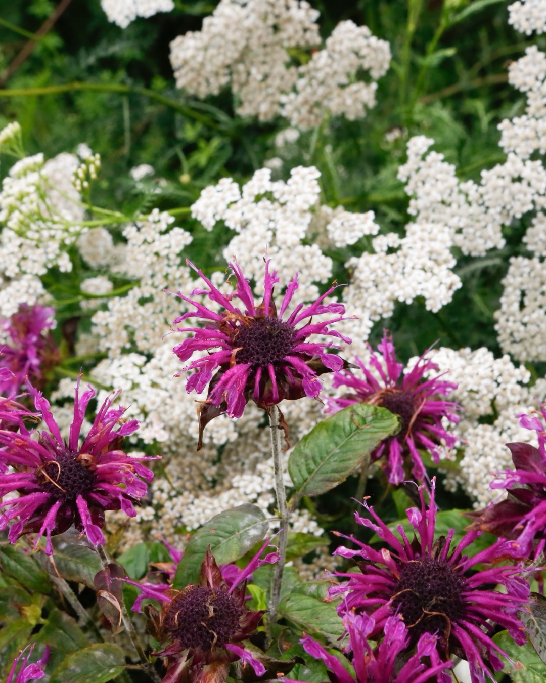 Monarda ‘Scorpion’ alongside Achillea millefolium in the edible woodland garden at our Sussex Farmhouse project.
⸻
ABOUT: Joe Perkins Design is a multi-award-winning landscape design consultancy, creating innovative outdoor spaces that celebrate the environment, wildlife, and biodiversity. Working across the UK and internationally, we partner with clients who share our passion for sustainable and visionary design. Discover more about our work at: www.joeperkinsdesign.com