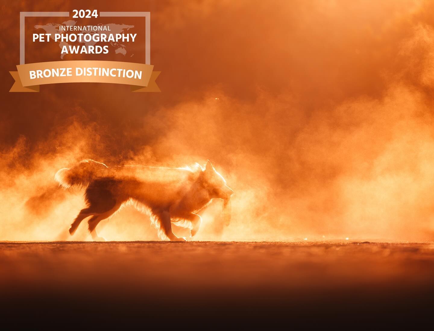INTERNATIONAL PET PHOTOGRAPHY AWARDS🥉
Muy contenta de anunciar que la primera vez que presentó algo a un concurso serio ha tenido resultados!
4 de 5 fotos que presenté han recibido DISTINCIÓN DE BRONCE en el mayor concurso de fotografía de mascotas del mundo🥉🥹
Suelo ser bastante crítica y exigente con mi trabajo así que esto ayuda mucho a enorgullecerme de mi progreso y evolución.
¡Gracias a todos los que habéis confiado en mí y apoyado desde el primer momento, sin vosotros esto no sería posible!🤍
A seguir trabajando y mejorando📸🔥