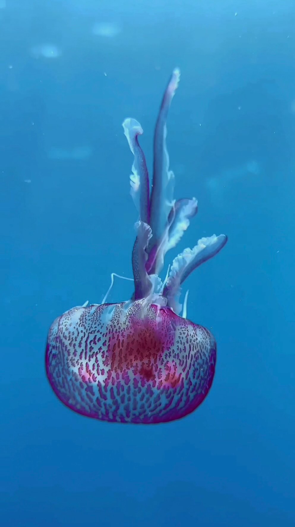 La pelagia noctiluca siempre será nuestra medusa favorita✨🩵
#oceanpeople #weartheocean #oceanwear #sustainable #diving