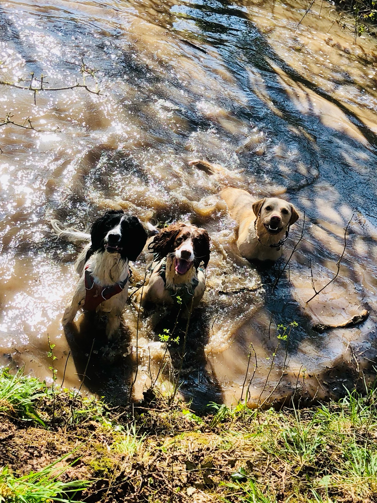 Happy! 😁😁😁
If your dog would like to have a walk with us then contact us at www.ardendogwalking.co.uk and check out our half-day experience.
#ullenhall #tanworthinarden #hockleyheath #henleyinarden #dog