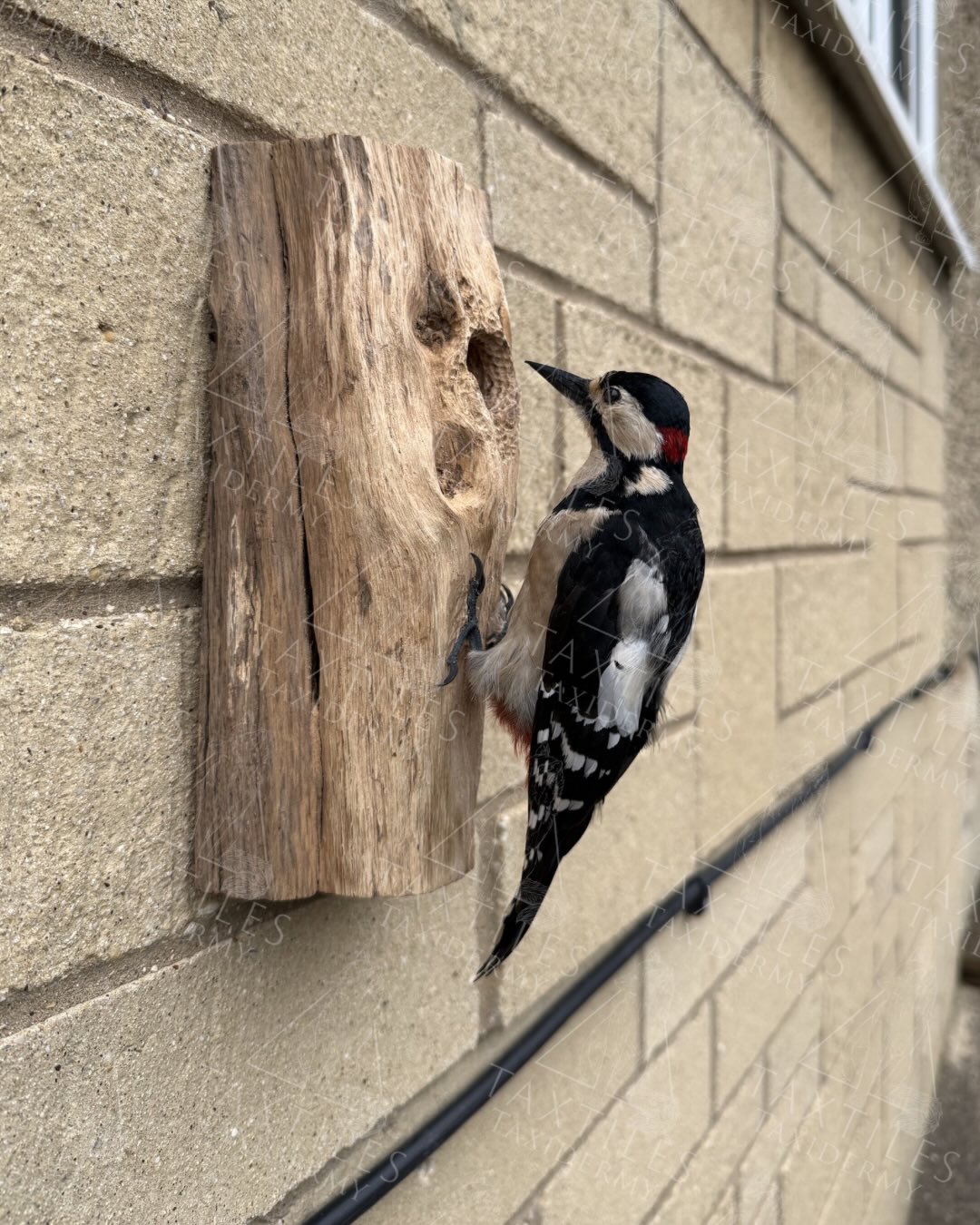 Greater spotted woodpecker finished for the customer. This woodpecker was found on a bird feeder already dead sadly. We reckon the bird died of a stroke or heart attacked. Now preserved and forever memorialised to appreciate the beauty of the bird. Base made by @ian_rosie with team effort with making the sculpted hole on the wall base.
#woodpecker #greaterspotted #taxidermy #commission #nature