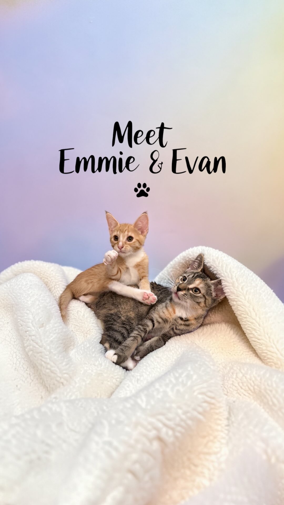 They don’t just cuddle… they choose each other 🥹💜
Emmie & Evan are more than siblings — they’re a bonded pair who find comfort, love, and safety in one another every single day.
From little kisses to nap time snuggles, their connection is something truly special… and we promised them they’ll never have to be apart.
✨ That means they’re looking for a forever home together ✨
If you’ve been thinking about adopting, this is your sign. Double the love, double the purrs, and a bond you don’t have to build — it’s already there.
Apply to adopt here:
👉 https://www.givehoperescue.org/adoptionapplication
#AdoptDontShop
#AdoptMe
#BondedPair
#RescueCats
#ForeverHomeWanted