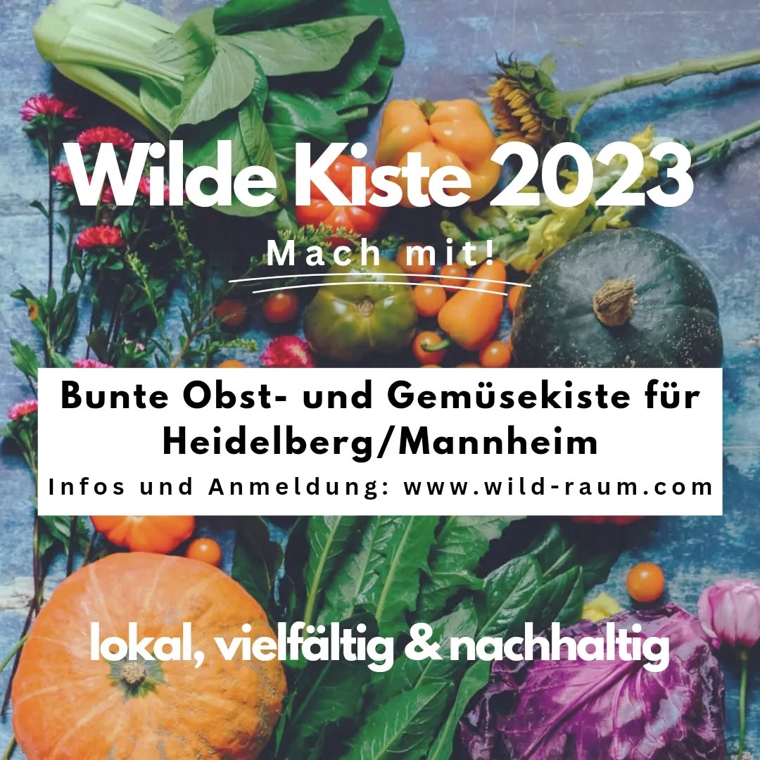Es ist soweit!🥳🌱 Du kannst dich jetzt für einen Ernteanteil anmelden!
Wir bieten zwei Größen und verschiedene Abholorte - mehr Infos auf unserer Webseite >> Link in Bio
---
It's official!! You can now be part of our CSA!
More info and sign-up on our website (Link in Bio)
#nachhaltig #lokal #heidelberg #supportyourlocalfarmer #wildraum #mikrofarm #biogemüse #streuobst #solawi #klimafreundlich #unverpackteinkaufen #queerheidelberg #queerfarmers #womenowned #slowfooddeutschland #abokiste #ökologisch #marketgardening #nodig