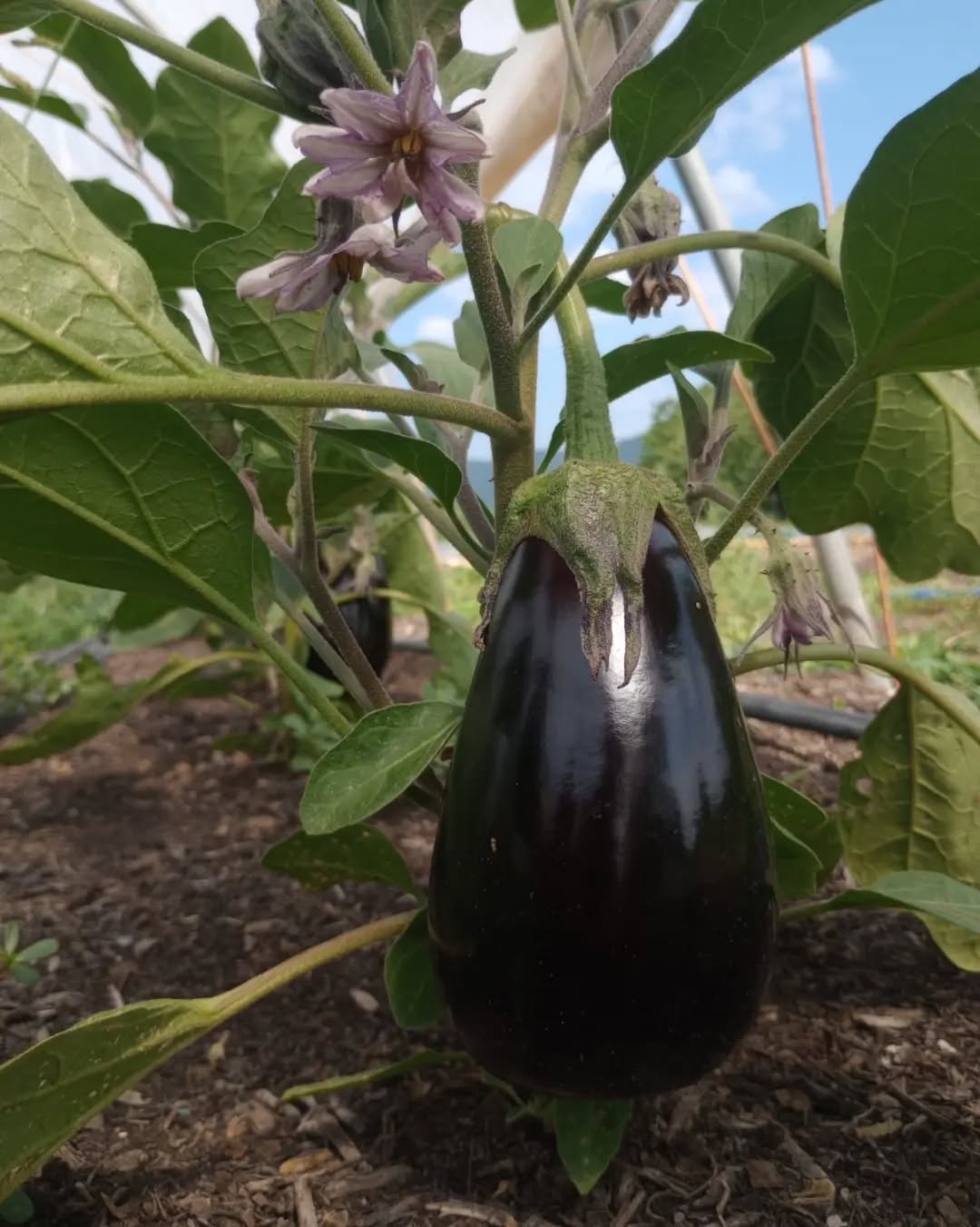 Ein paar Einblicke aus den letzten Tagen☀️ Der Sommer ist da, Gemüse und Blumen wachsen und es wird richtig schön🌼🍅Auberginen und Gurken sehen glücklich aus und Tomaten und Paprika sind bald am Start. Und einen Regenbogen hatten wir auch 🌈
Alles geht so schnell, dass wir wenig Bilder gepostet haben, jedes mal denken wir "es sieht schon gar nicht mehr so aus"🤣
#heidelberg #marketgardening #queerfarmers #abokiste #queerheidelberg
#womenwhofarm
#slowfooddeutschland