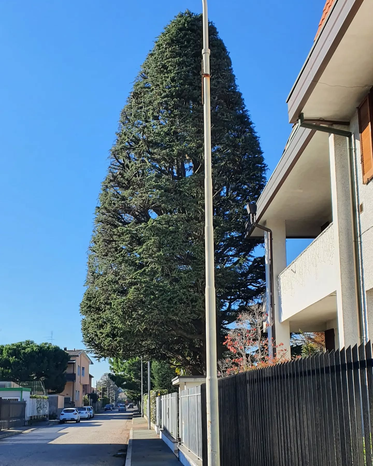 Pronto per gli addobbi natalizi.
.
.
.
.
.
.
.
.
.
#treesurgeon #treclimbing #giardinaggio #giardino #natura #garden #piante #green #fiori #verde #nature #gardening #potatura #italy #giardiniere #giardinodicasa #italia #love #flowers #giardinaggiochepassione #plants #polliceverde #potature #foglie #sempreverde #giardini