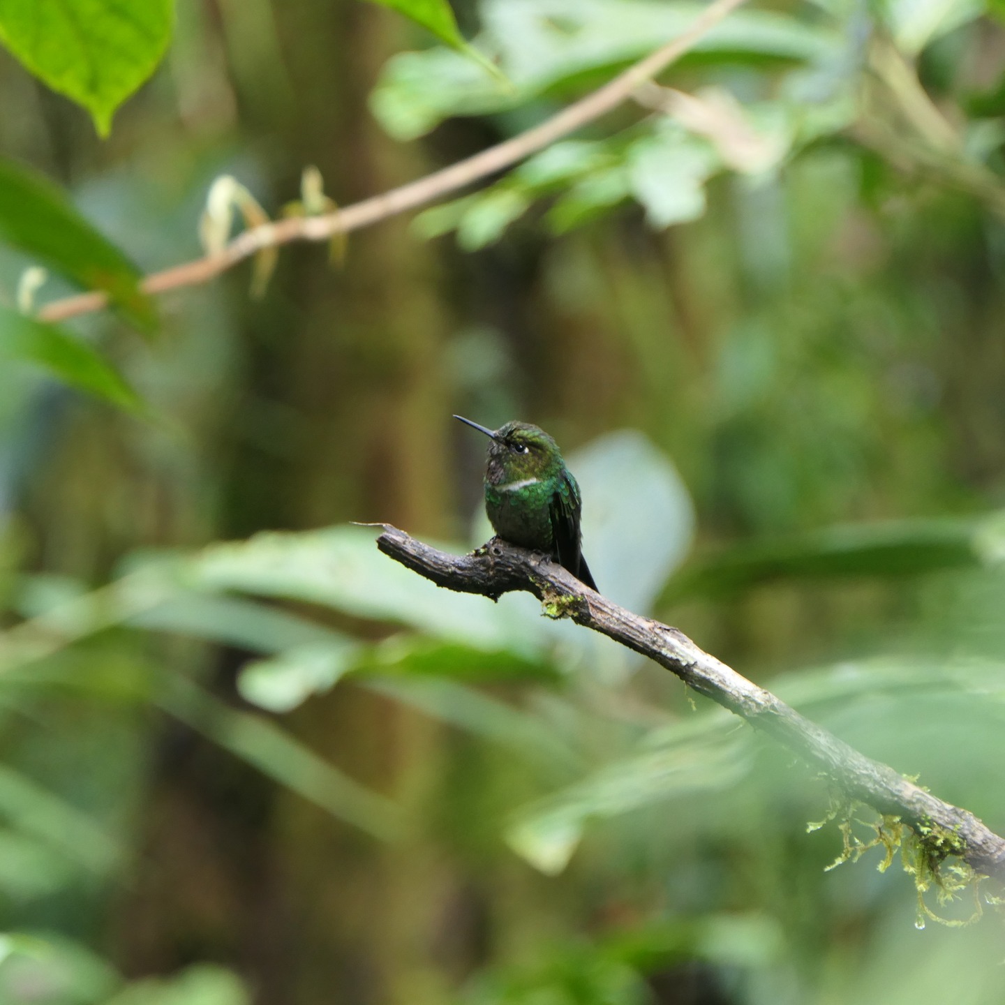 If you want to see this cutie in our reserve you will have to climb up the mountain a bit. The Gorgeted Sunangel (Heliangelus strophianus) can be found in the upper part of Santa Lucía, its range starting at around 2.200 meters above see level. But there it is quite common and can often be seen perched at low heights or feeding on nectar of various flowers in the Gesneriaceae or Ericaceae family.