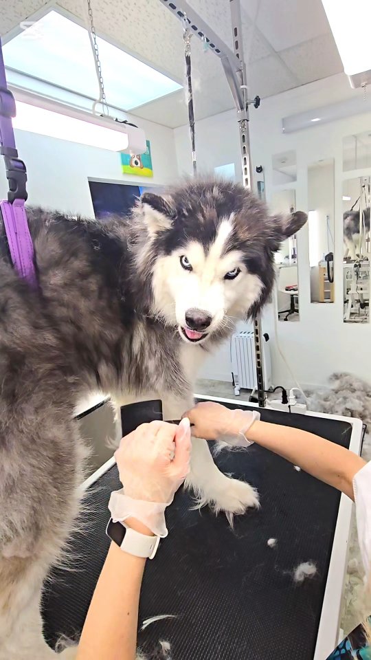 #tsawwassensprings #ladnervillagedoggroomin #tsawwassensouthlands #tsawwassenfirstnation #ladner