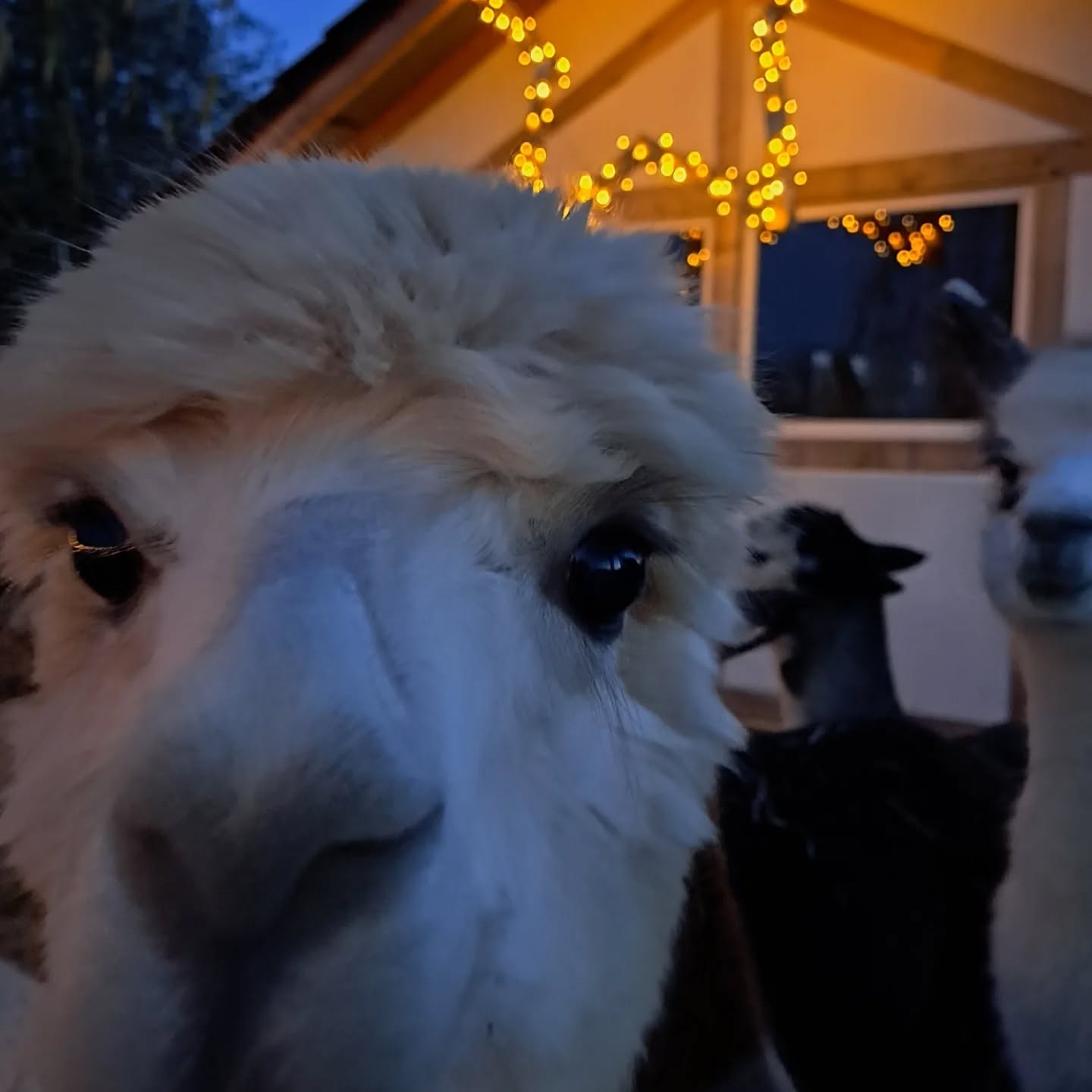 Wir wünschen einen schönen ersten Advent. Unsere Alpakas haben sich auch etwas weihnachtliche Dekoration verdient. Das macht die dunkle Jahreszeit doch etwas gemütlicher. Oder was sagt ihr?