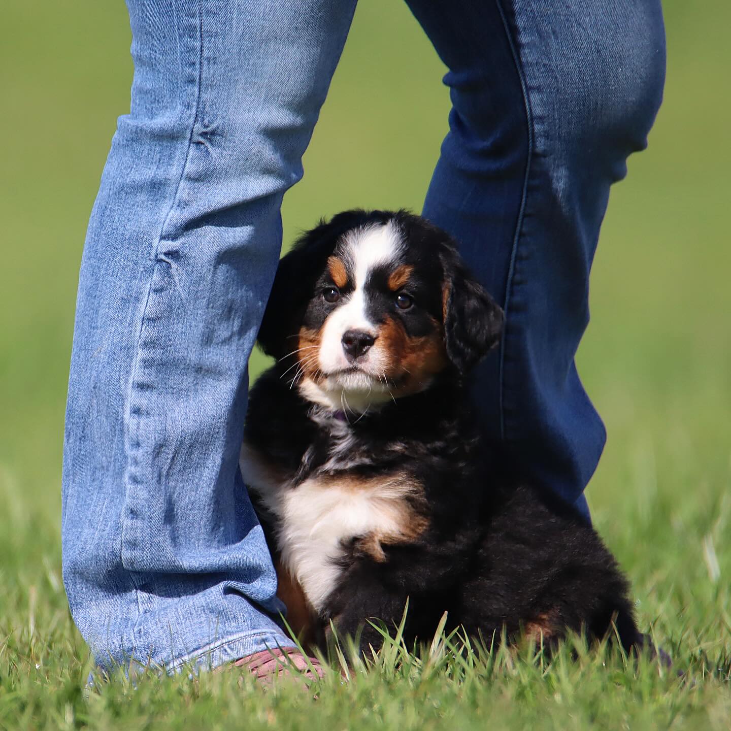 Jade & Deans Dark purple AKC Bernese Girl - check her out on our website #LKBernese #bernesemountaindog #bernesebreeder