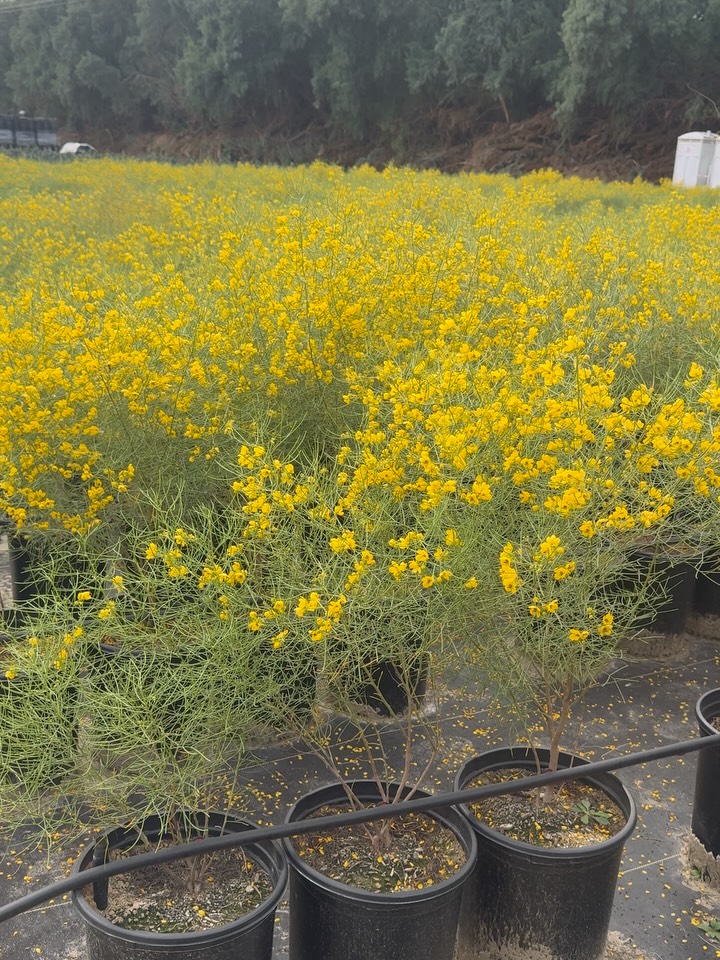 We Found the Pot of Gold
No map.
No myth.
No mischievous middleman required.
Just rows of Cassia nemophila —
casting coins of color across the nursery like a leprechaun’s ledger gone loose.
Golden blooms, bright and brazen,
set against a fine, filamented fog of green —
a living landscape of liquid light and leaf-line lace.
Call it coincidence…
or call it cultivation.
Because this isn’t luck — it’s legume logic.
A member of the Fabaceae family, Cassia collaborates below ground, fixing nitrogen with microbial allies — quietly enriching the soil while it dazzles above it.
Fortune favors the photosynthesizers.
No four-leaf clover required.
No charms, no chance.
Just desert-adapted design doing what it does best:
Turning sunlight into something you’d swear was treasure.
So this St. Patrick’s Day, if you’re chasing gold—
Skip the rainbow.
We’ve got it rooted, grown, and ready.
5 gal Cassia nemophila
Botanical bullion.
Field-grown fortune.
No folklore necessary.
#StPatricksDay #PotOfGold #DesertGold #CassiaNemophila #RoadrunnerTreeFarm