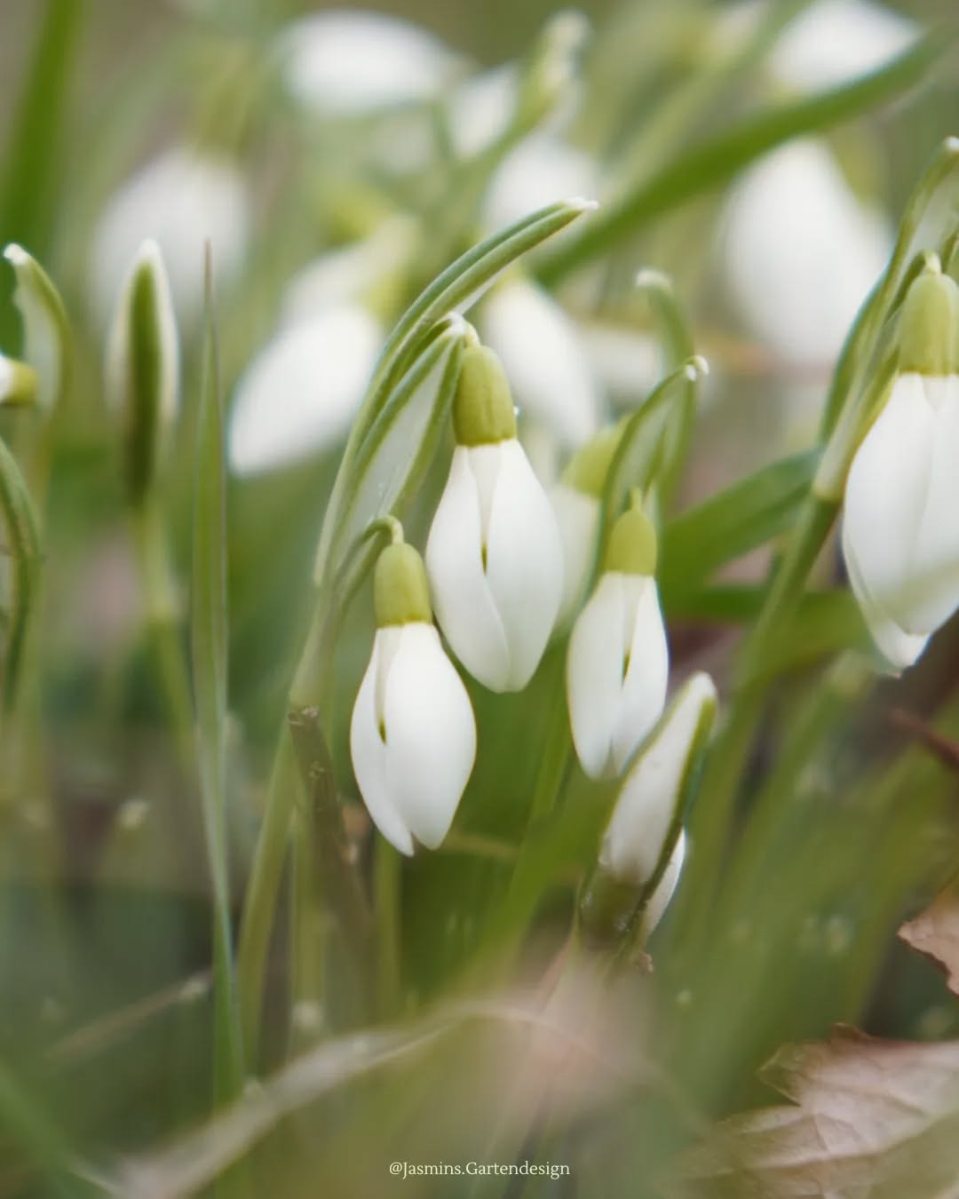 Frühlingserwachen 🌱 kaum etwas ist schöner, als die ersten bunten und grünen Knospen mach dem grauen Winter im Garten entdecken zu können.
PFLANZENWISSEN:
Schneeglöckchen (lat. Galanthus nivalis)
• Blütenfarbe: reinweiß mit grün
• Blütezeit: Februar–März
• Höhe: 10 cm–15 cm
• Lichtverhältnisse: absonnig,
halbschattig, schattig
• Freifläche mit Wildstaudencharakter
(Wunderschön als großflächiger
Blütenteppich)
• frischer Boden, Gehölz-Rand
• Bienenfreundlich, insektenfreundlich
• Heimische Wildstaude
• Schnittgeeignet
• Aber giftig!
.
.
.
.
.
.
.
.
.
.
.
.
.
#Landschaftsarchitektur
#Landschaftsgestaltung
#landscapedesign #landschaftsfotografie #landschaftsphotography #landschaftsarchitektin #Gartengestaltung #gardendesign #gardeninspo #gartenjournal #gartenplanungen #gartentipps #gartenfotografie #gartenblog #gartenberatung #pflanzkonzepte #pflanzenfotografie #pflanzideen #pflanzencommunity #pflanzeninspiration #pflanzkonzepte #grünanlagen #grünerwohnen #grünimgarten #grünebranche #staudenkombinationen #staudenverwendung #zwiebelblumen #frühjahrsblüher #schneeglöckchen