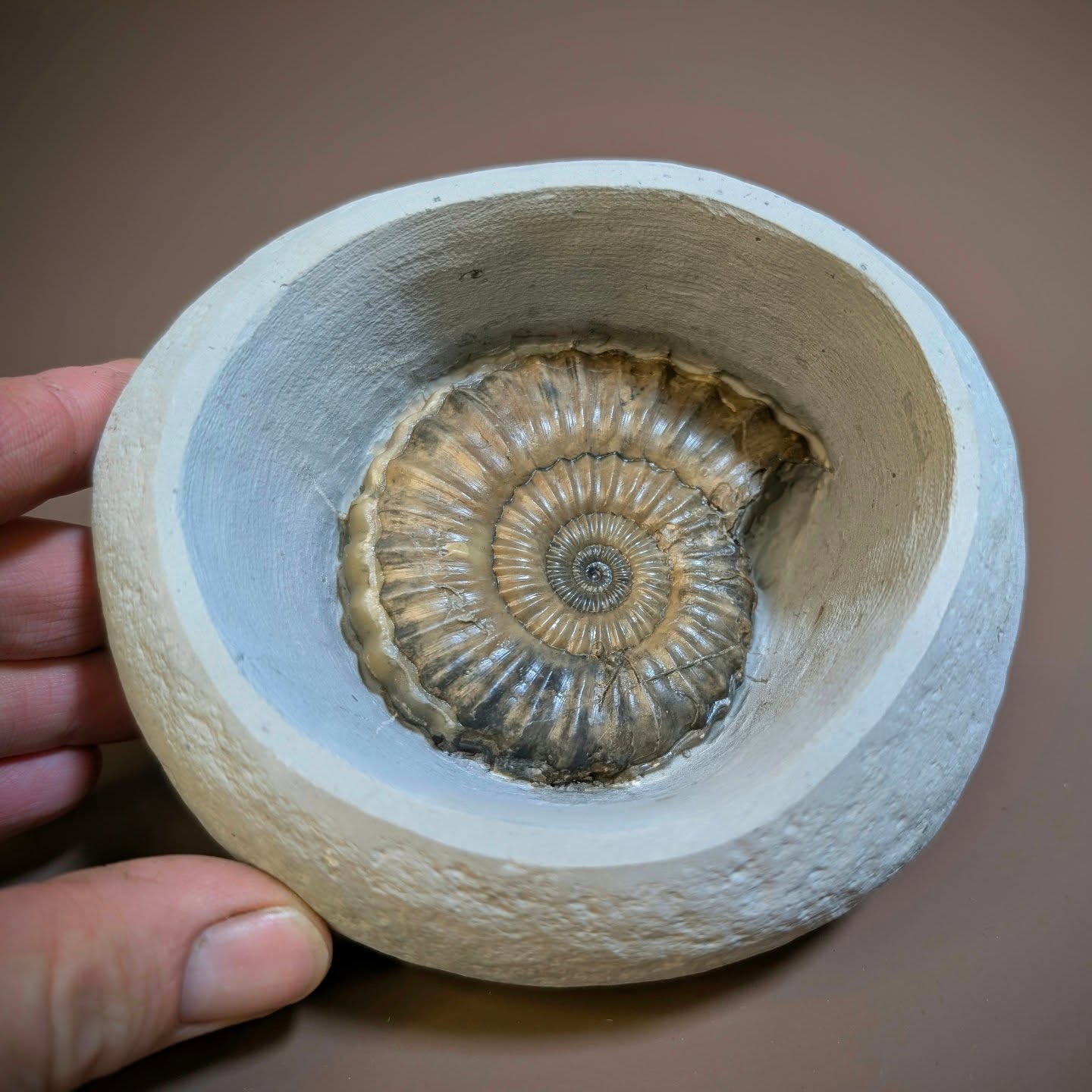 This type of fossil prepared in this way is known as a 'Pocket Green' nodule from Stone Barrow beach, Charmouth. Sat inside the nodule is a 7cm Androgynoceras sp. ammonite. These nodules are always fun to prep you never know what you're going to find inside. Nodule size is 13 cm.
#fossils #ammonite #ancienthistory #paleontology #charmouth
