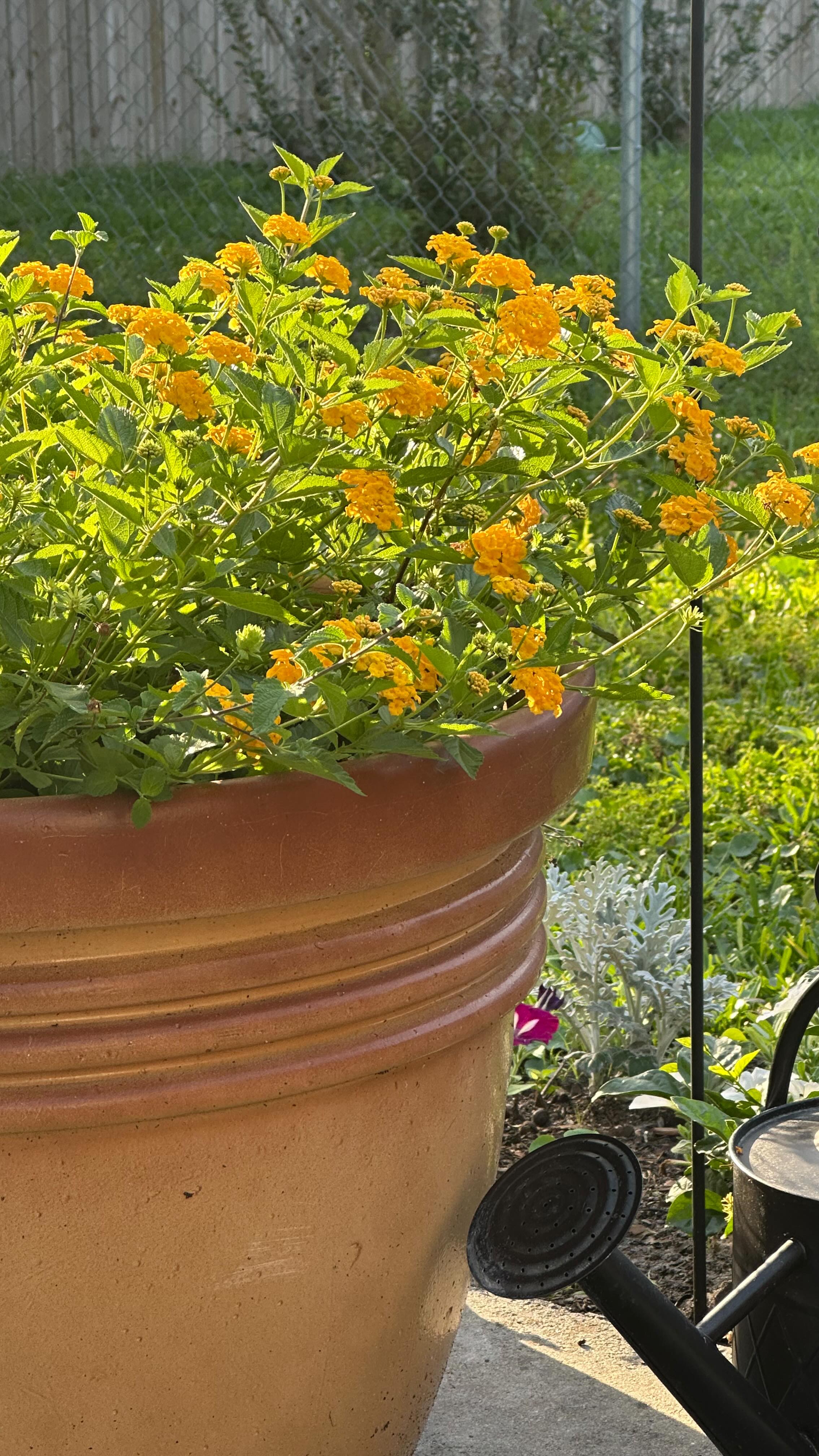 STOP! Don’t let your Lantana stay woody this spring! 🌸✂️
If you want an explosion of butterfly-attracting blooms all summer long in Florida, it’s time for a spring refresh.
Living in Zone 9, our Lantanas can get leggy and compacted over the winter. Here’s my 3-step “wake up” routine for potted plants:
1️⃣ Clean it up: Remove those old, crunchy leaves from the base. This improves airflow and prevents mold in our Florida humidity.
2️⃣ The Hard Prune: Don’t be scared! Cut woody stems back to about 6 inches at a 45-degree angle. Lantana only flowers on new growth, so this is essential for a bushy, bloom-heavy plant. ✂️
3️⃣ Soil Refresh: If your plant has been in the same pot for 2+ seasons, the soil is likely compacted. Scrape out the top 2-3 inches of old dirt and replace it with fresh potting mix to boost nutrients and drainage before the summer rains hit! 🪴
Finish with a good soak and a light dose of fertilizer. Your local pollinators will thank you! 🦋✨
#FloridaGardening #Zone9Gardening #LantanaCare #PlantTips #SpringGardening