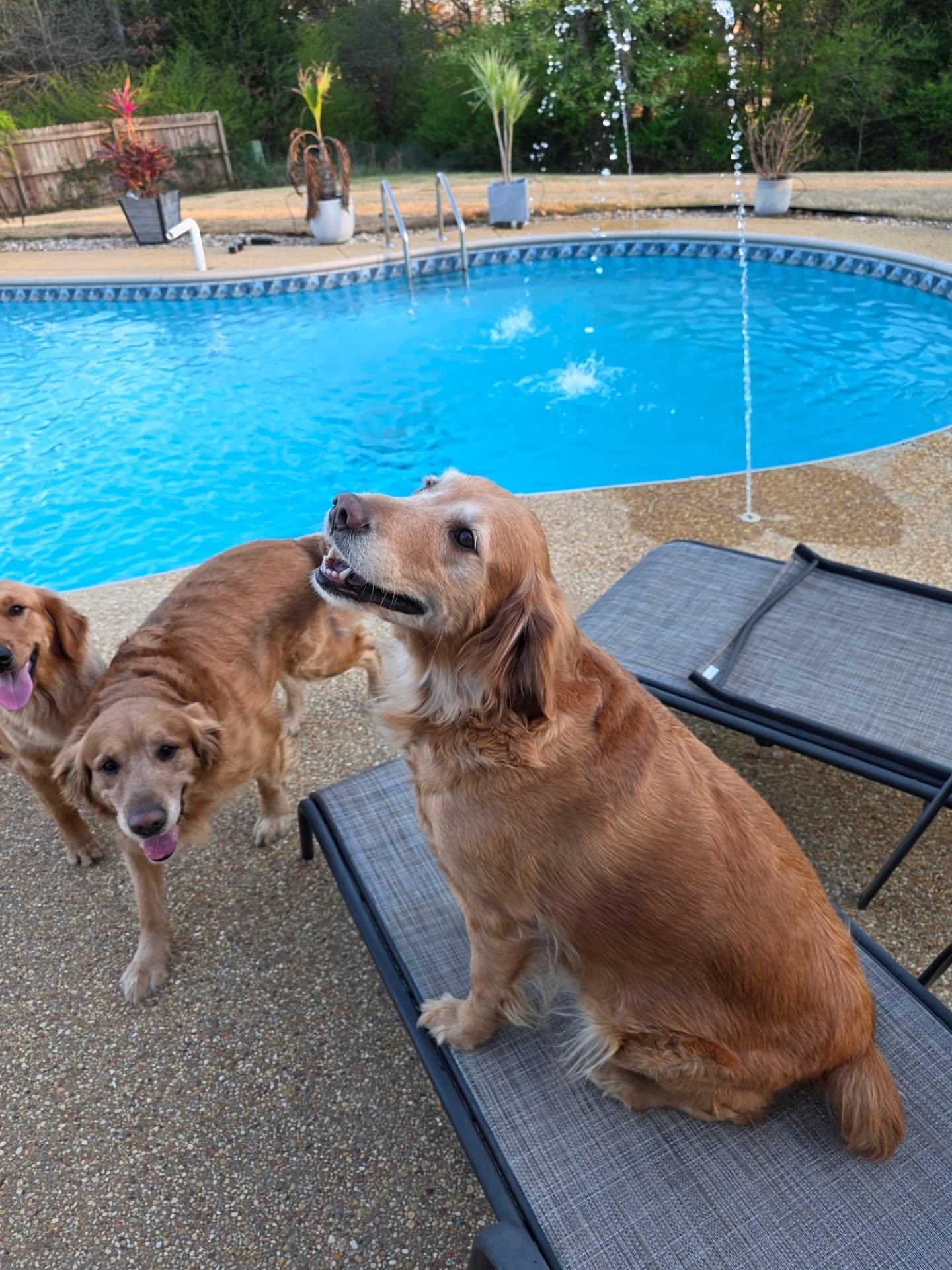 Our doggies have such a good day, especially Emma 😍❤️