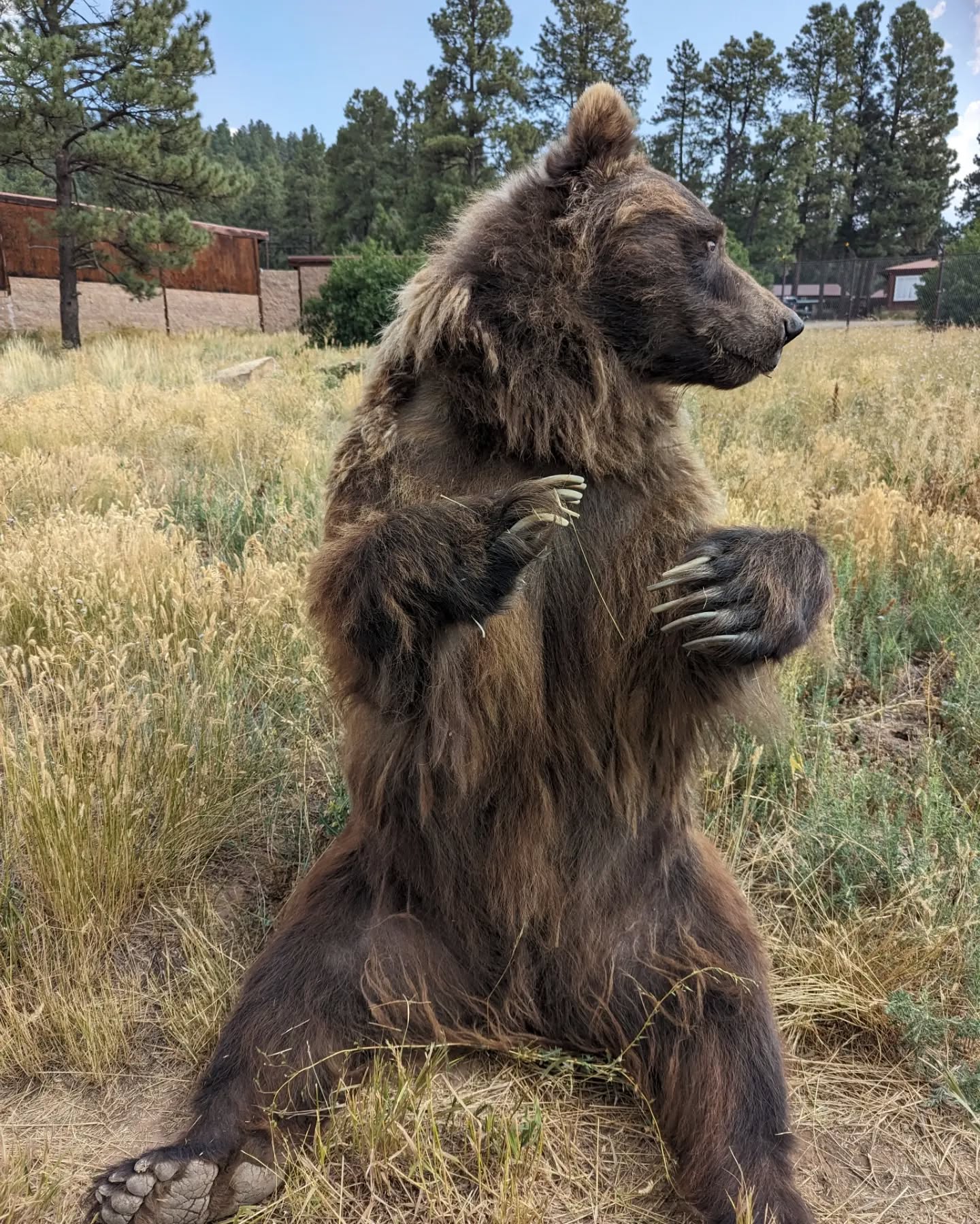 Princess is preparing for winter hibernation and her den looks quite cozy. #rmwpark #hibernation #brownbear #grizzly #Princessthebrownbear #thatgrizzgirl