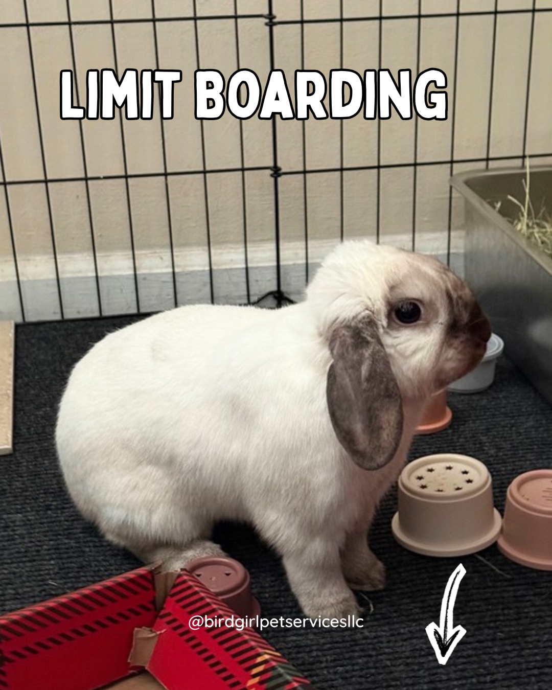 At Bird Girl Pet Services, we intentionally limit how many animals we board at one time.
Why?
Because:
• Monitoring takes time
• Cleaning takes time
• Proper care takes time
Exotic animals are sensitive.
We refuse to cut corners.
Quality over quantity. Always.