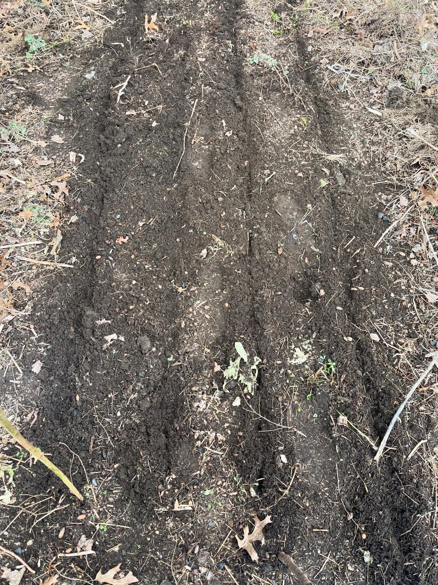 I know it doesn’t look like much but it’s kind of a big deal around here…
Planting season has officially begun! While most of the gardens are still tucked under snow, one sunny spot beneath the hemlocks has thawed enough for the first seeds of the year.
Beets, carrots, peas, agrostemma, chamomile, nigella, and early greens are already finding their place in the soil
and the seedling shelves inside are filling up fast.
In this week's newsletter I shared:
*the start of planting season
*what crops thrive in the cool days of early spring
*why spring crops are my favorite
* and more
If you love following the real rhythm of the farm, from tiny seeds to full harvest, and everything in between
join our email list for our weekly newsletter
https://www.arcadian-acres.com/say-hello