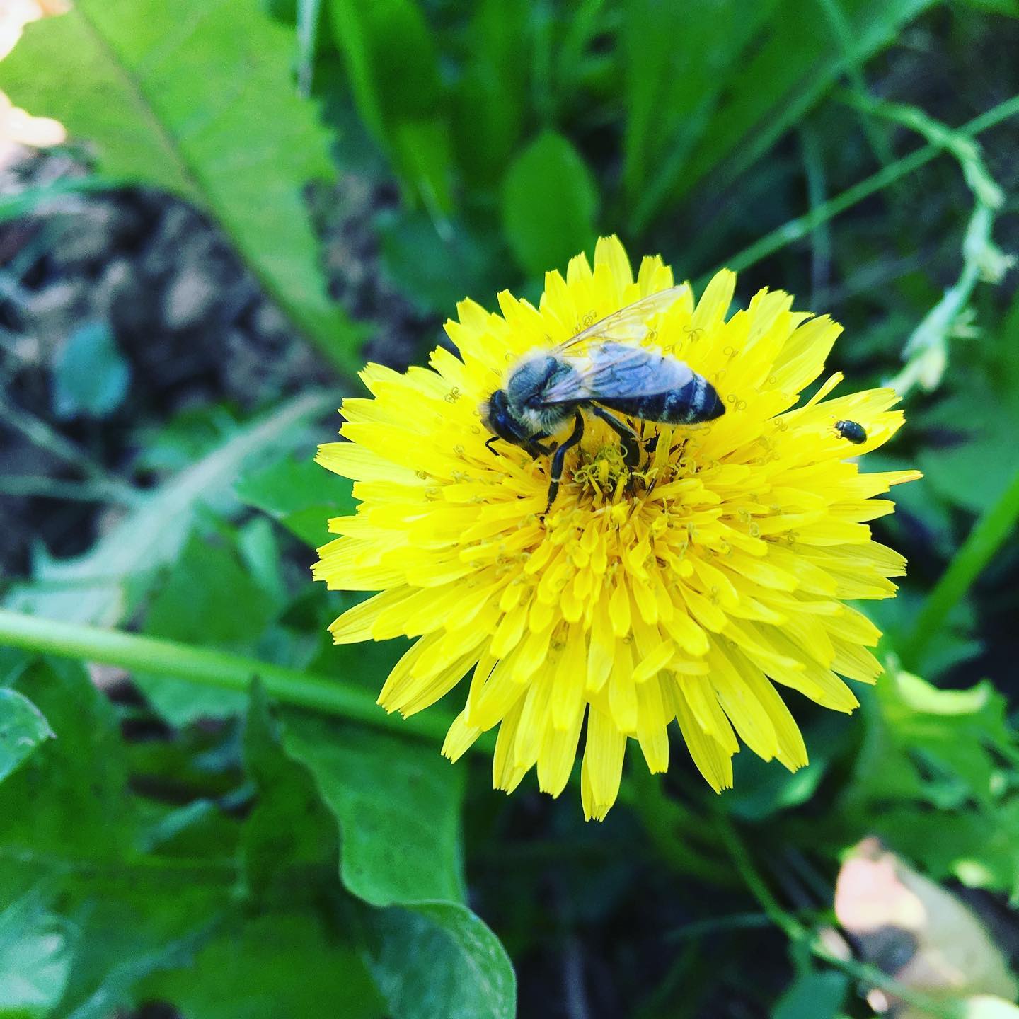 Aus der Reihe „Lebendige Weine aus lebendigen Weinbergen“
Hier zu sehen: lebendige Weinberge 😃 #livingvinery #lebendigeweinberge #imwingert #lieblingswein #diversität #nachhaltigkeit
