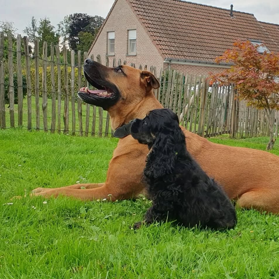 Joyce hat Bekanntschaft gemacht mit einem grossen Hund 🥰
#americancocker
#americancockerpuppy
#cutepuppies