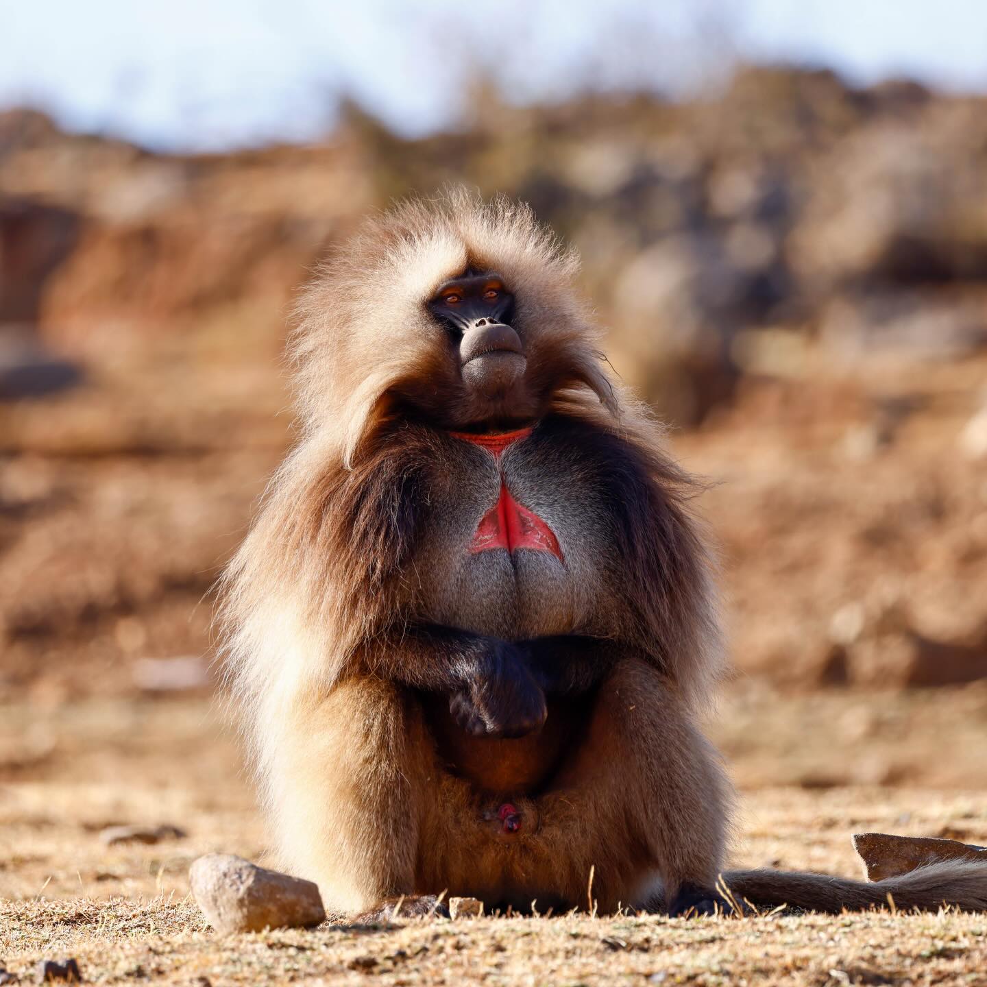Gelada monkeys in Semien Mountains National Park. We’ve been exploring Ethiopia with @wildexpeditionsafrica for the last week and have been blown away by the diversity of wildlife, landscapes, and cultures. An epic adventure far off the beaten path. You can follow along on our story.
📷 @hwpierce #trunksandtracks #ethiopia #semien #geladas