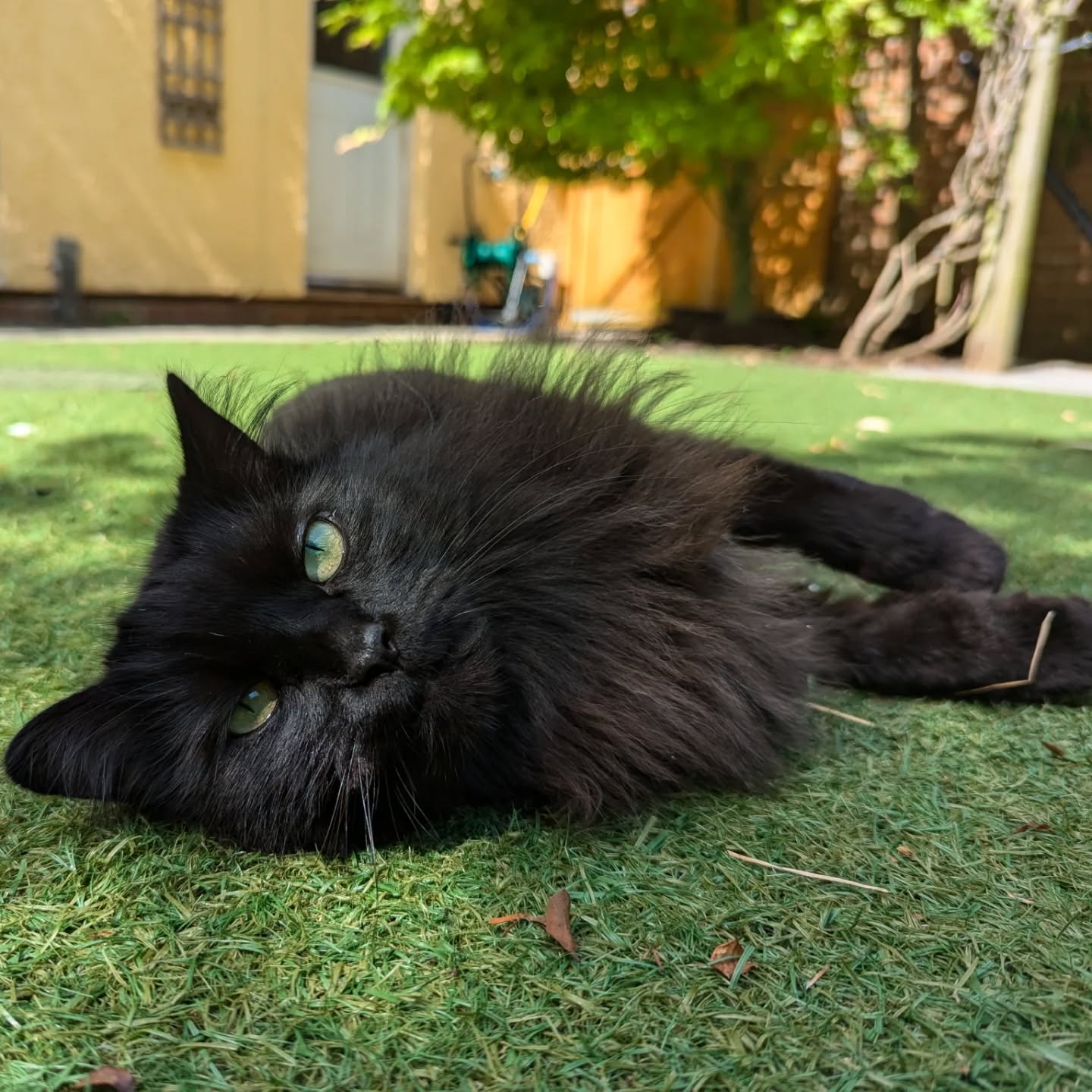 We also love spending quality time with our not so doggy clients 💅