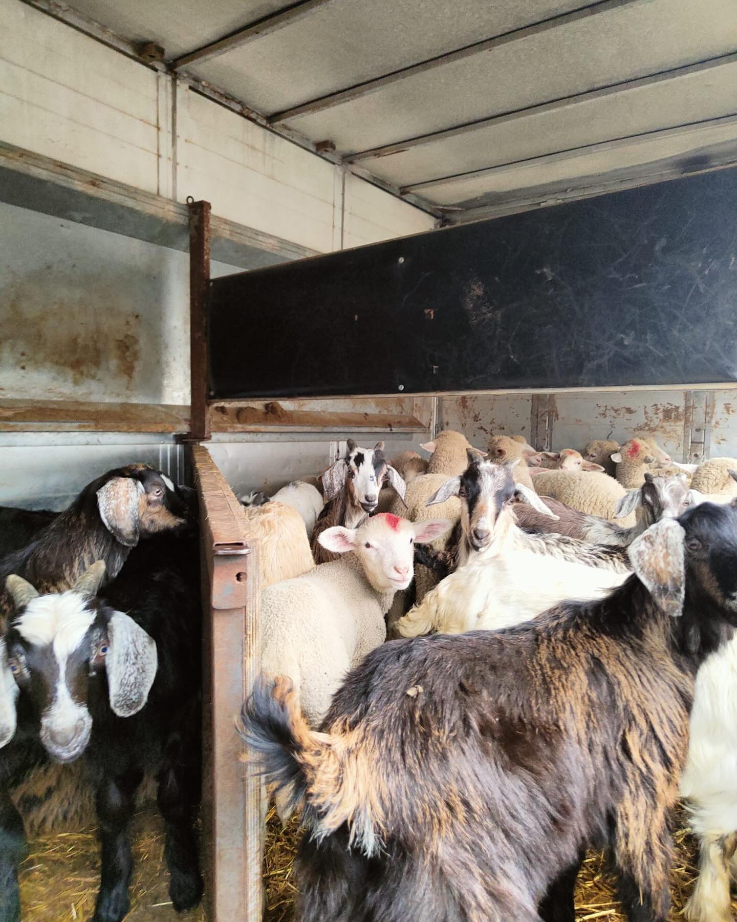 Agnelli e Capretti del gargano.