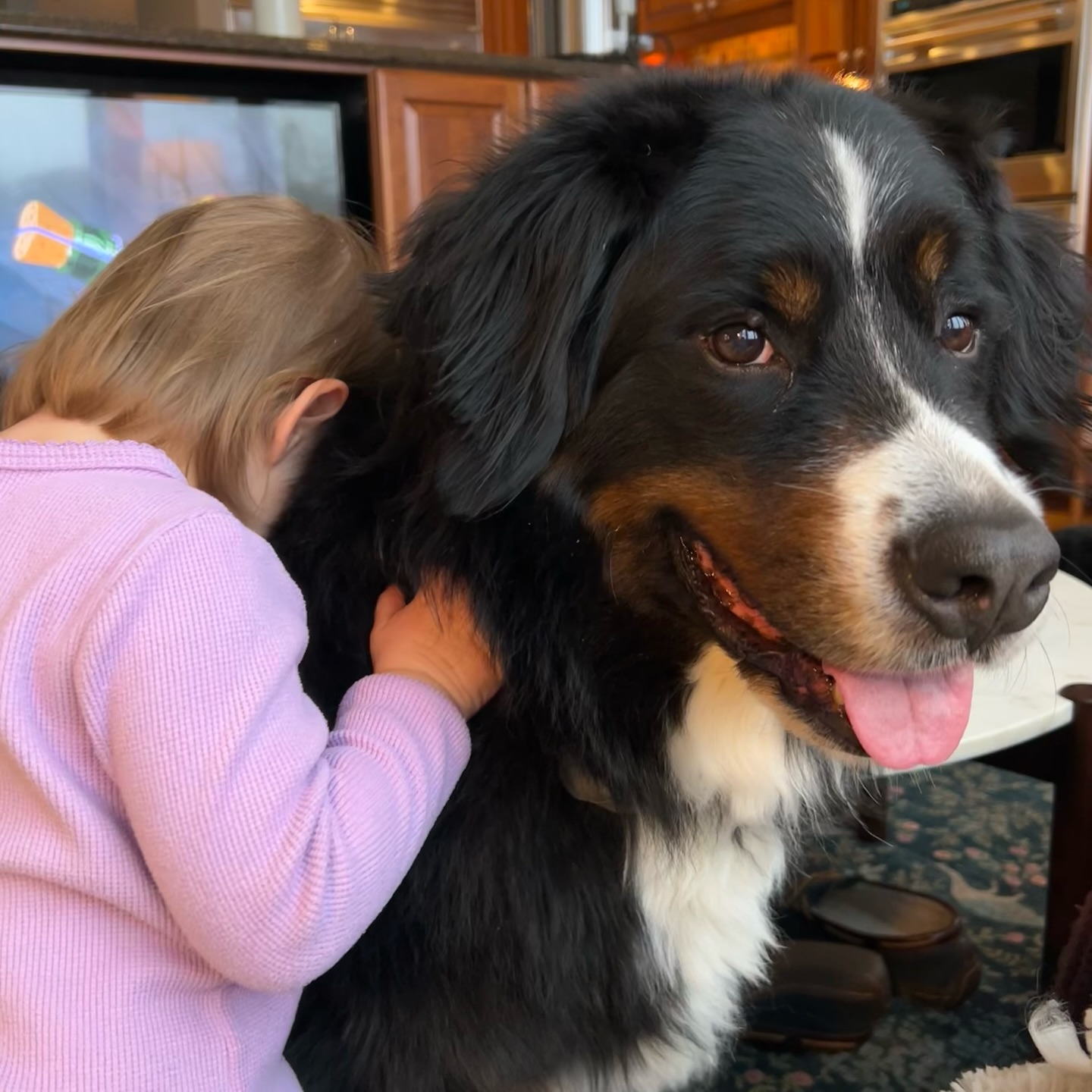 A hug for Ernie 🤗
Sis was missing her doggies on the way to school this morning. She was extra glad to see them and give them snuggles when she got home! 🤍