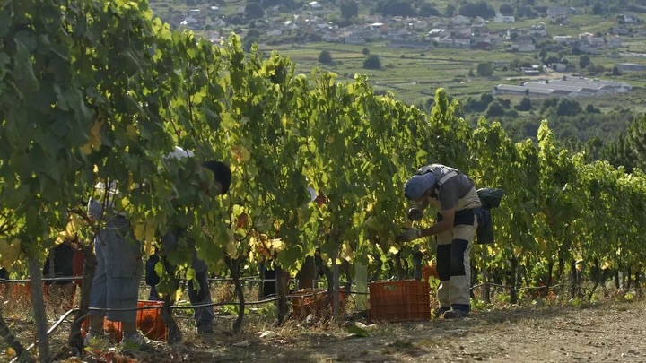 Vendimia is a moment that truly moves us. A beautiful reminder from the vineyards that every season of effort eventually becomes a season of harvest. 🍇