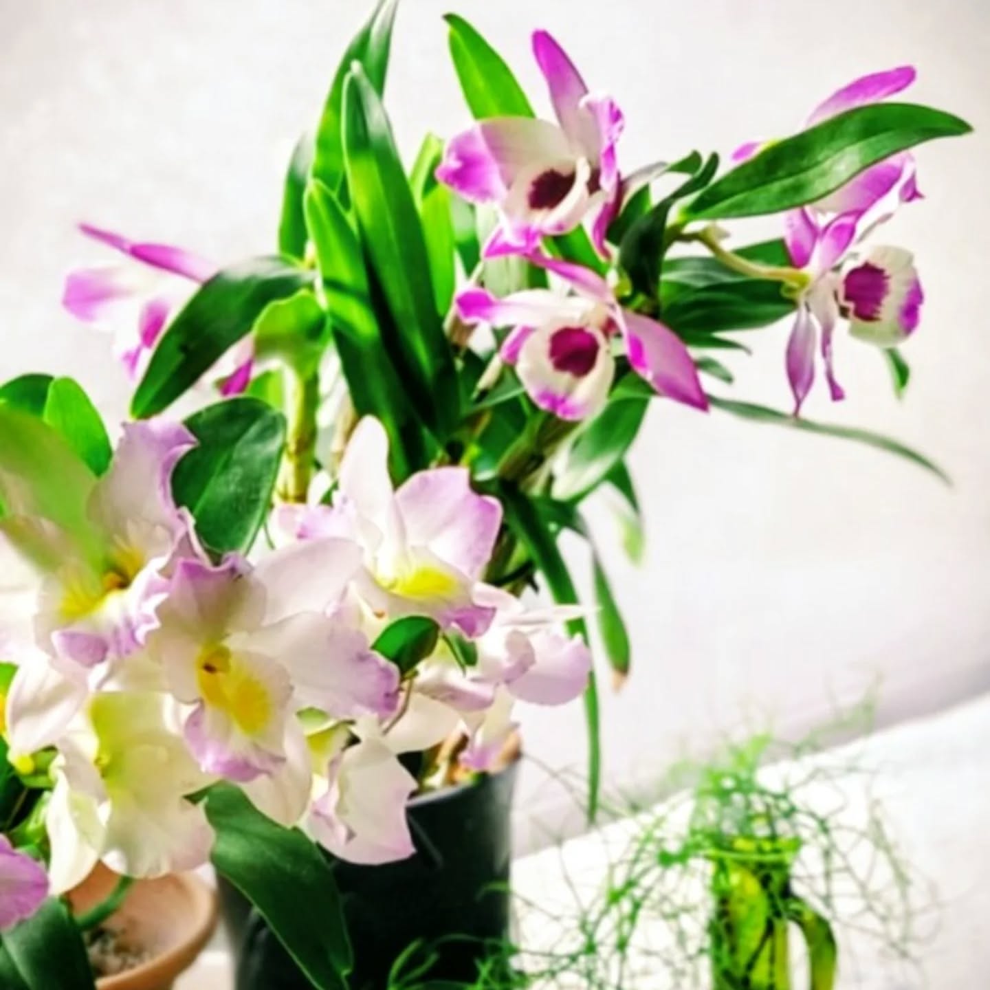 【春の実験農場便り】
街も、すっかり春の装いに!
特肥「野菜のおやつ」の栽培実験の
為の三浦某所の実験農場では、
総ての野菜や花を「野菜のおやつ」
だけで、ほぼ素人さんがこまめに
栽培してます!葉物はバンバン♫
いろんな葉物が採れてるのですが、
コチラのデンドロビウムも今が満開
一般より少し大き目!✌
虫除けや殺虫剤系&化成肥料系は、
一切不使用。総てスクスクと大き目に、緑が色濃く育っております!
夏に向けて、今回は遺伝子組換え無し!の種ばかりをチョイスして、
昨年育成に使った部分にも、同じ種類を植えて、連作障害起きるか?の
実験も始めてます。いくら特殊な菌を使って培養してると言っても、
基本、この商品 ただの堆肥(液肥)ですからね!御家庭でも、おカネ掛けずに作れるモノではありますが、作ると解るのが堆肥の質の違い。数に限りがありますので、
導入してみたい方は、お早めに!
https://kingoro.base.ec/
https://www.kingoro.shop/
#液肥 #堆肥 #特殊納豆菌 #特殊肥料 #野菜のおやつ