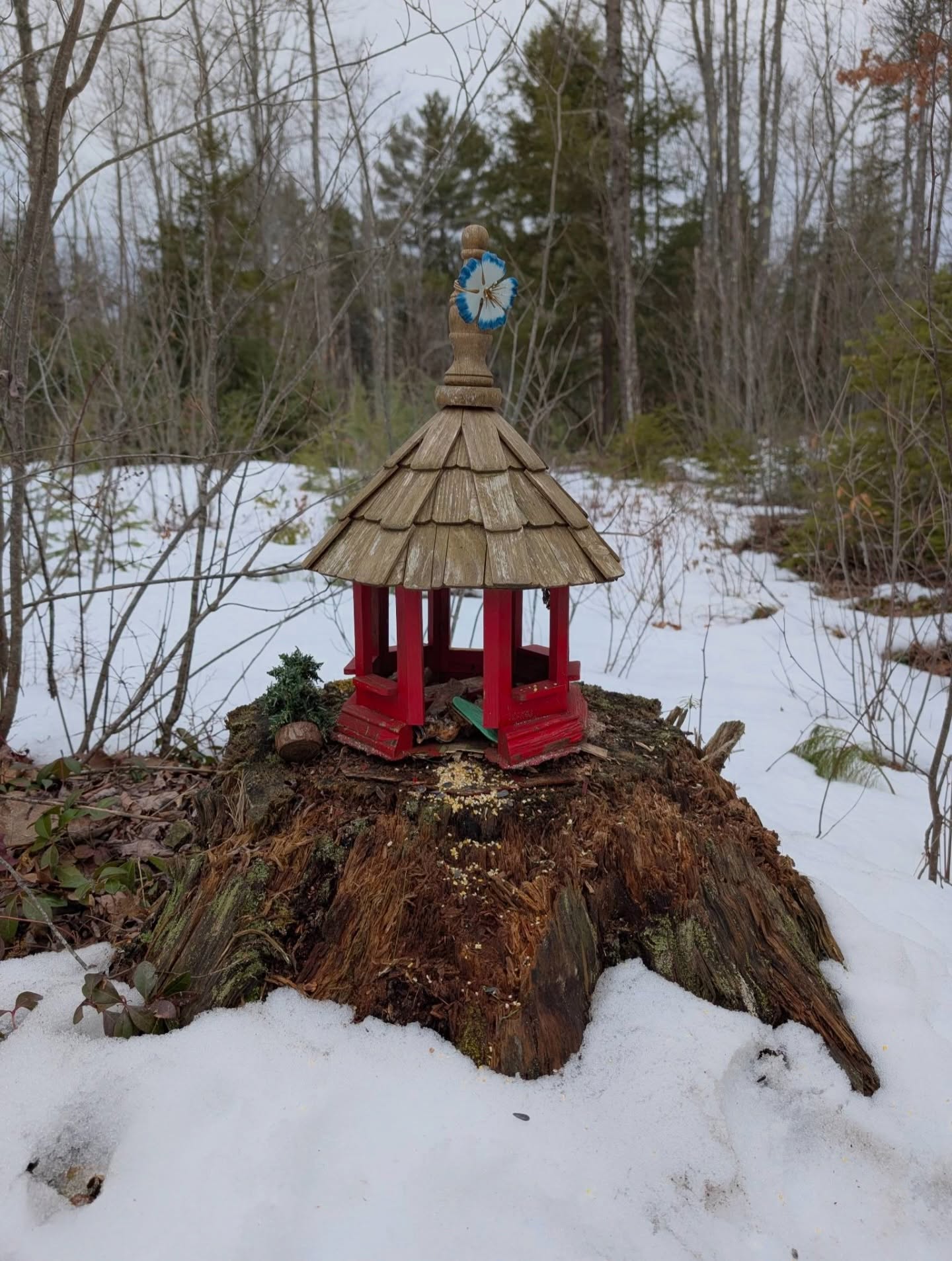A little winter magic from this past Sunday ❄️🤍
Our Winter Storytime with Miss Sandy was so much fun. We read “Stranger in the Woods” and learned how animals adapt during the colder months, where they find food, how they stay dry, and why a little extra help can go a long way this time of year.
After storytime, the kids became caretakers of the forest, choosing apples, carrots, and bird seed, then walking the trails to leave treats in places they thought woodland friends might enjoy 🐾🌲
We wrapped it all up with warm cocoa ☕✨
Thank you to everyone who joined us for such a special day!
#mainelandtrust #arundelmaine #kennebunkport #kennebunk