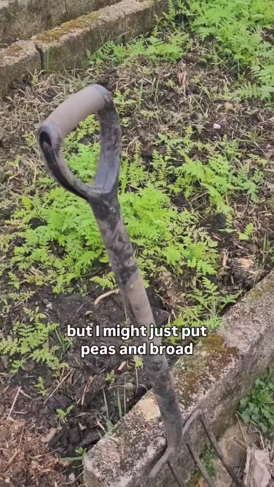 What a difference a week makes! Last week I was in my hat now it's practically shorts weather ☀️☀️☀️
All the direct seeds are in the ground. 🌱
Based on the forecast I'll definitely need to pop down to water them over the next few days💧
#allotmentlife #allotmentuk #allotmentlove #kitchengarden #growyourown