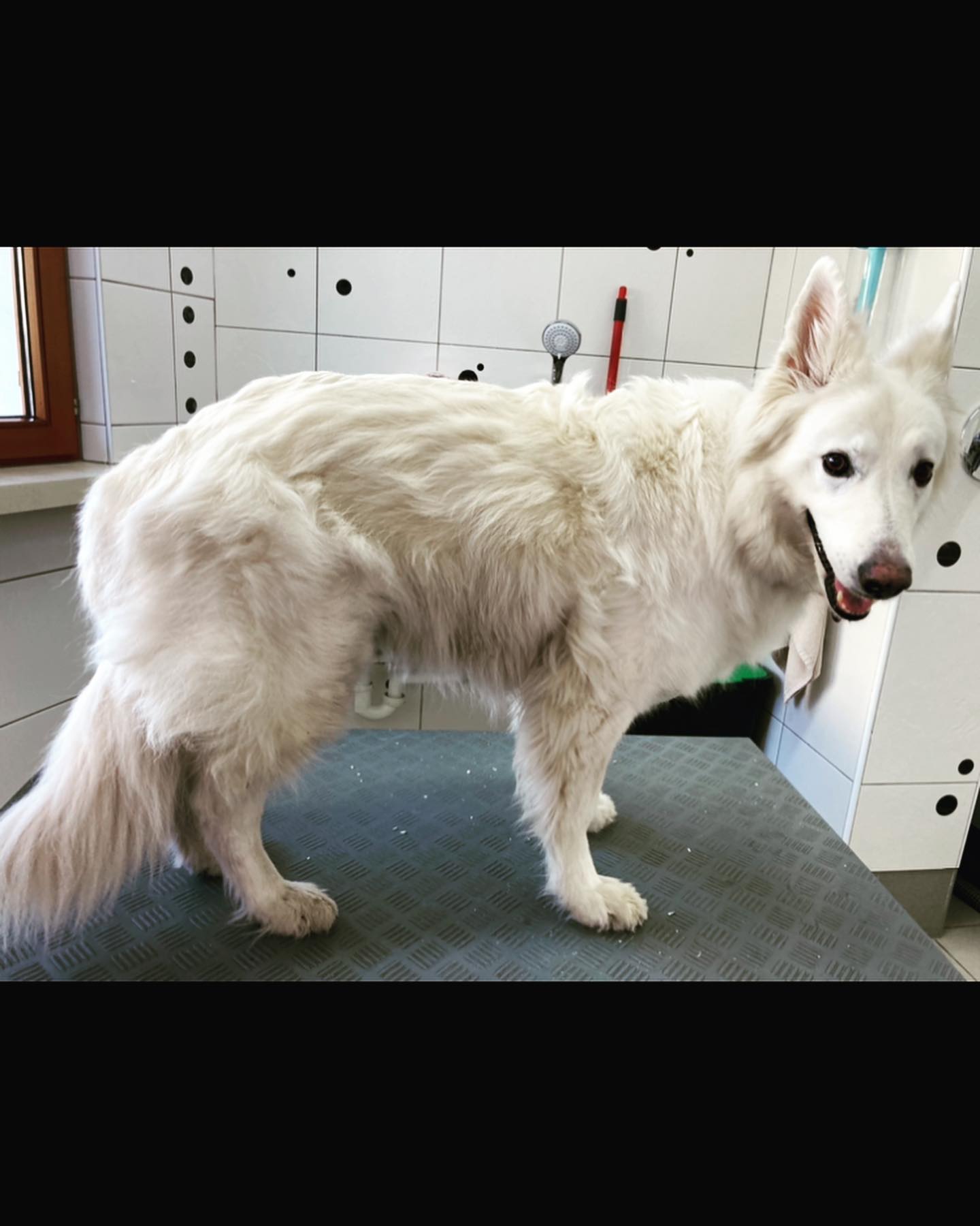 Unja verabschiedet sich von ihrer Winterwolle🤭🤗😍
#weisserschäferhund
#vorhernachher
#goodbye
#winterwolle
#frühlingdarfkommen🌷