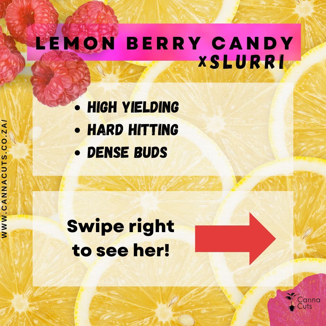 Our Lemon Berry Candy OG + Slurricane IX cross has shown her colors!
She stacks up with dense cherry like buds covered in frost.
Only available at www.cannacuts.co.za!