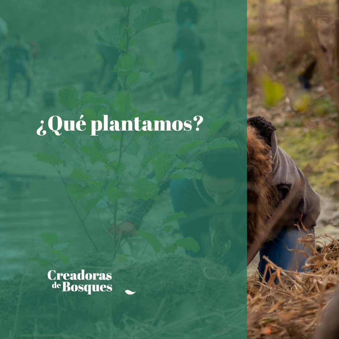 Descubre un poco más sobre nuestras plantaciones y recuerda que puedes venir a plantar con Nosotras.
Apúntate como voluntaria en la Bio y entérate de TODO. 😉✨🌱👭🏼
#creadorasdebosques
#plantacionenfemenino
#plantaciones
#mujeresconectadas
#conectadasalatierra