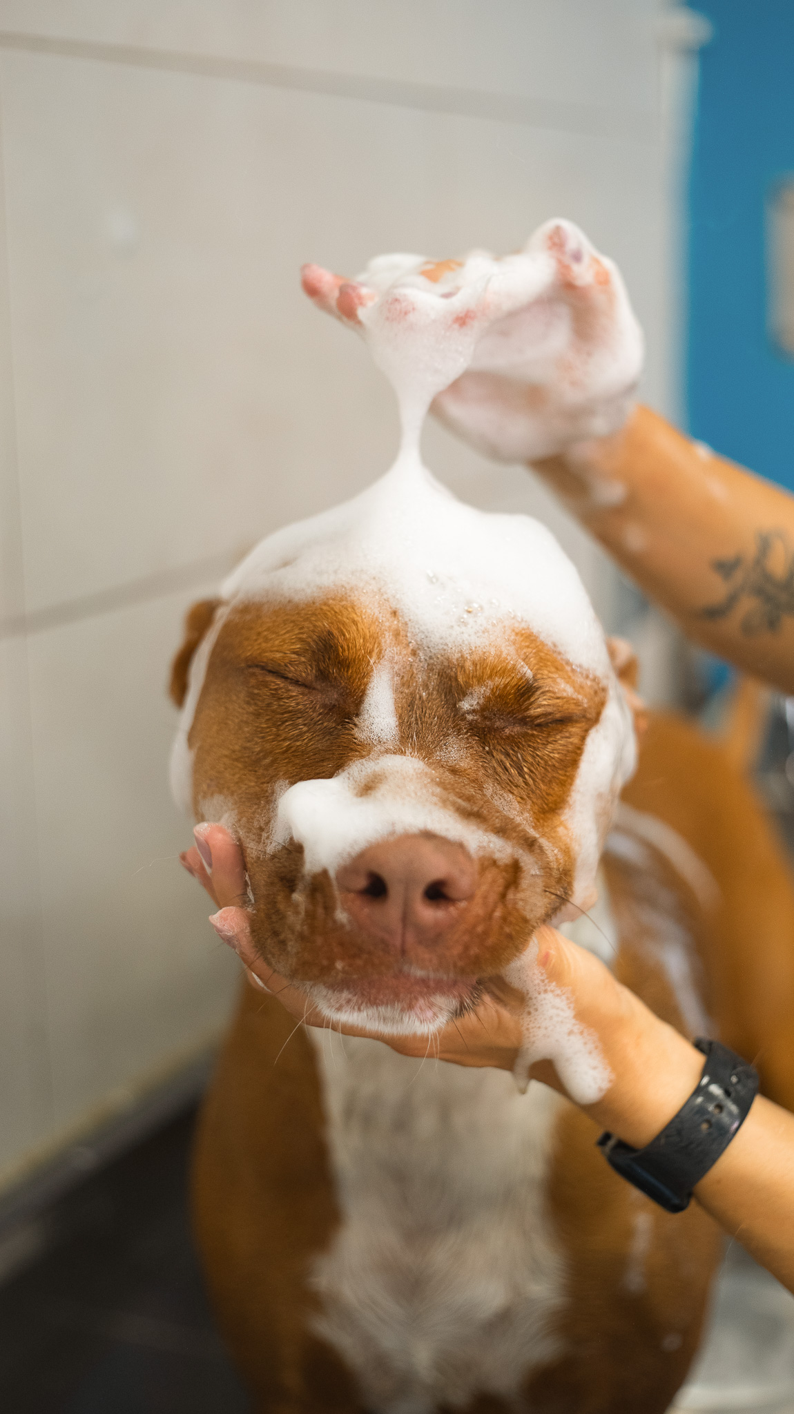 Per Ametista Toelettatura abbiamo progettato uno shooting di brand per tradurre l’identità visiva in immagini coerenti e riconoscibili 🐾 Oggetti di scena, palette e atmosfera sono stati scelti con cura, in continuità con il brand design sviluppato per il progetto.
In Beige progettiamo brand, web design e campagne su misura, con la cura di un’agenzia boutique ☕️ Se sei pronto a fare il salto di qualità, contattaci tramite il link in bio!
______
#beigecommunicationlab #communicationdesign