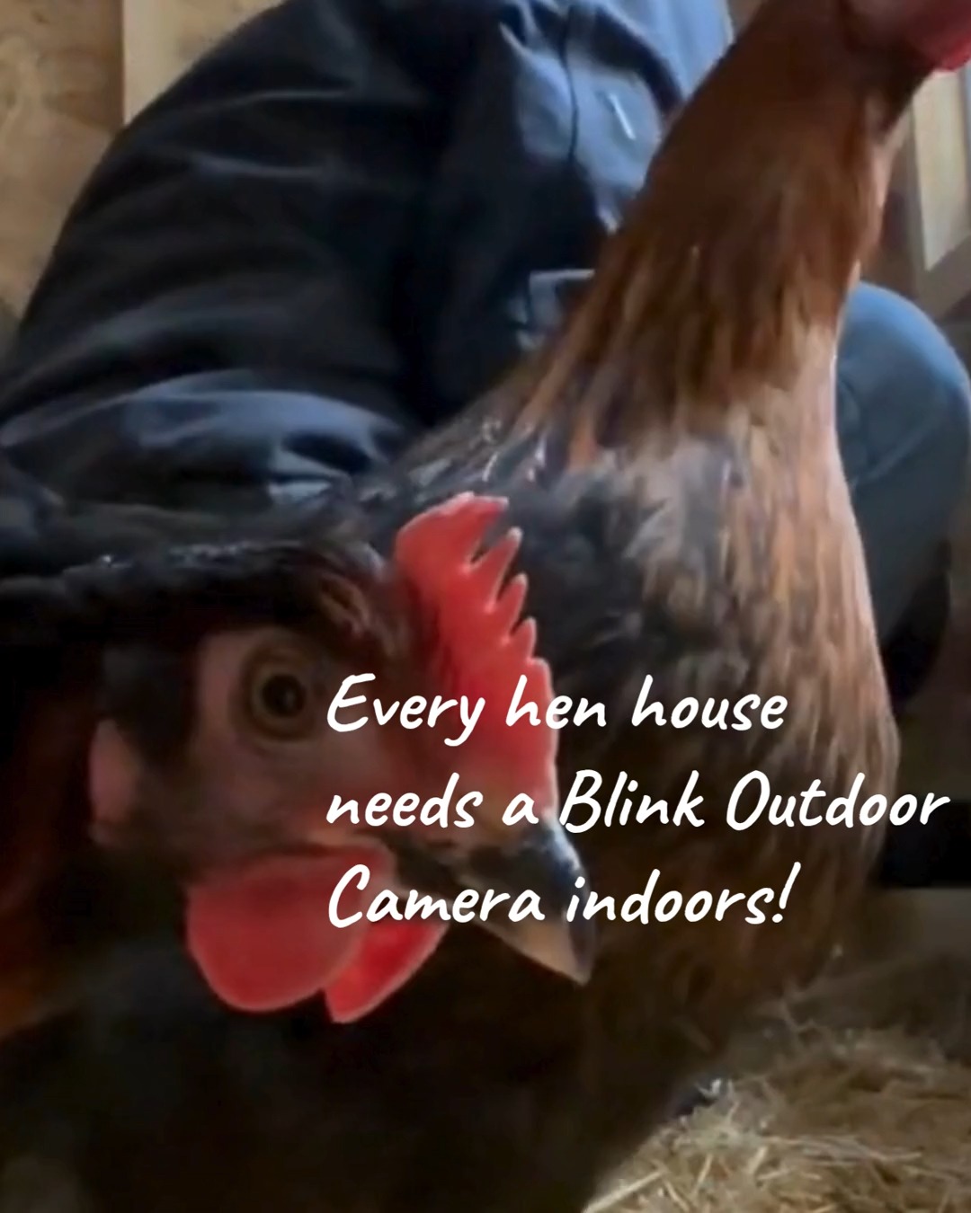 Something exciting is on the way…
In about a month, we’ll have new chicks arriving!
Porcelain Brahma
Barnyard Mix (Straight Run)
Zombie Day-Old Chicks
Ayam Cemani (eggs & chicks)
Pre-order early to secure yours 💛
And don’t forget—
Eating Eggs available DAILY
10–7 • $5/dozen (washed & ready to roll)
💻 FamilyHeritageAcres.com - or Email Chicks@FamilyHeritageAcres.com to order your new friends or for directions to the farm!
#ChickSeason #BackyardChickens #KelsoWA #FarmFreshEggs #FamilyHeritageAcres #ChickShack