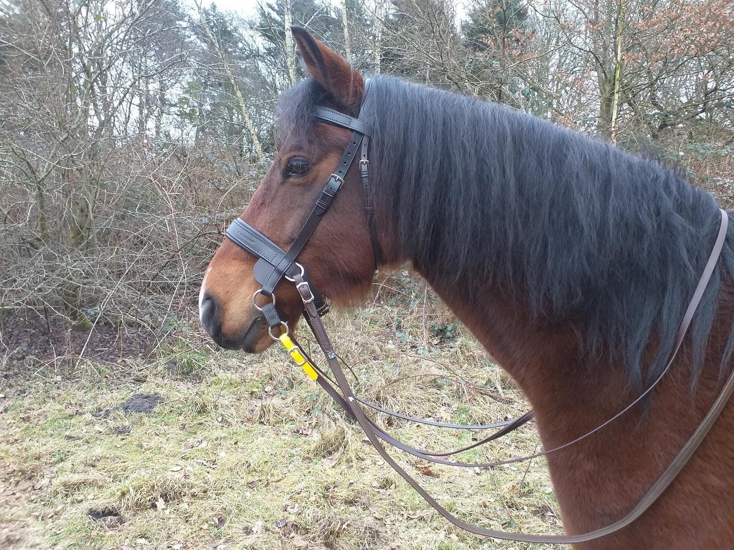 Lovely email and pics from Uta Stumpf. A successful delivery to Germany too :) Great pics too. Uta is modest :)
Dear Sue,
We are so in love with the new bridle and the browbands! In the pictures you can see my cousin Svea and her black mare Phoebe and my gelding Benny (and me). He is looking so handsome with both new browbands! In the videos you can see us doing some in-hand lateral trot work, everything achieved with just using the Transcend Double Bridle for the training. Very soft but absolutely clear and direct connection and both ponies are loving working with it! 😀 (sorry for the bad quality of the pictures and videos, we had to use our phones...)
Thanks again for this great service and the wonderful bridles you designed.
Uta
#transcendbitlessbridle #doublebitlessbridle #simplesidecue #bitless #freedom #connection #superiorquality #englishleather #equine #horse #pony #bespoke #naturalhorsemanship #equestrian #baroque #horseaddict #equality #tack #biothane #photography #glowup #natural #horsesofinstagram #showjumping #dressage
