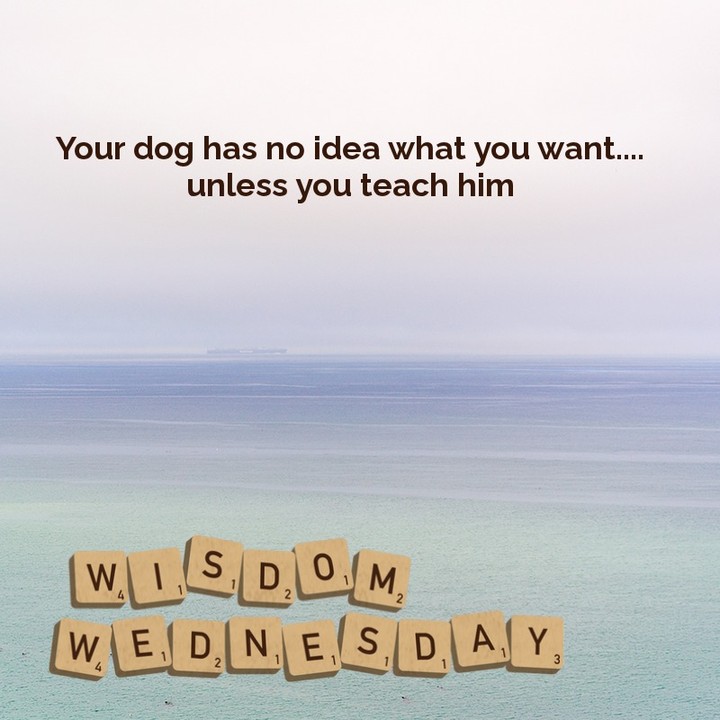 Puppies dont come with pre-installed software.
Give Citizen Canines a call today at 832-341-4578