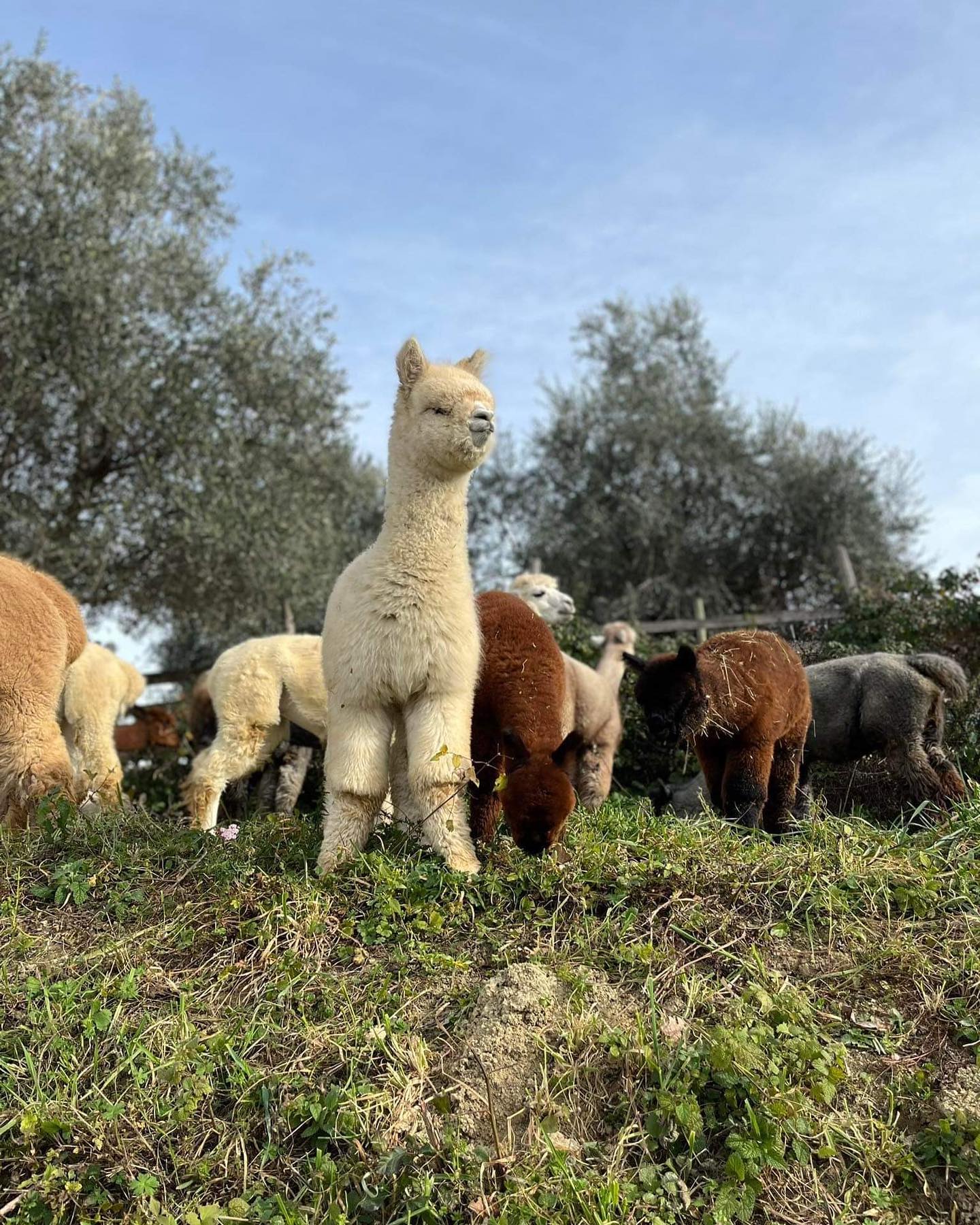 Una mattina ad Alpaca Della Foglia 💜
Seguiteci sulle storie di Instagram per tutti gli aggiornamenti quotidiani sui nostri alpaca, gattini e cagnoloni bianchi ✨
#alpaca #alpacalove #alpacas #alpacafarm #alpacalover #alpacalife #alpacalovers #alpacainitalia #allevamentoalpaca #italia #marche #regionemarche #urbino #montefeltro #agricoltura #natura #fibrenaturali