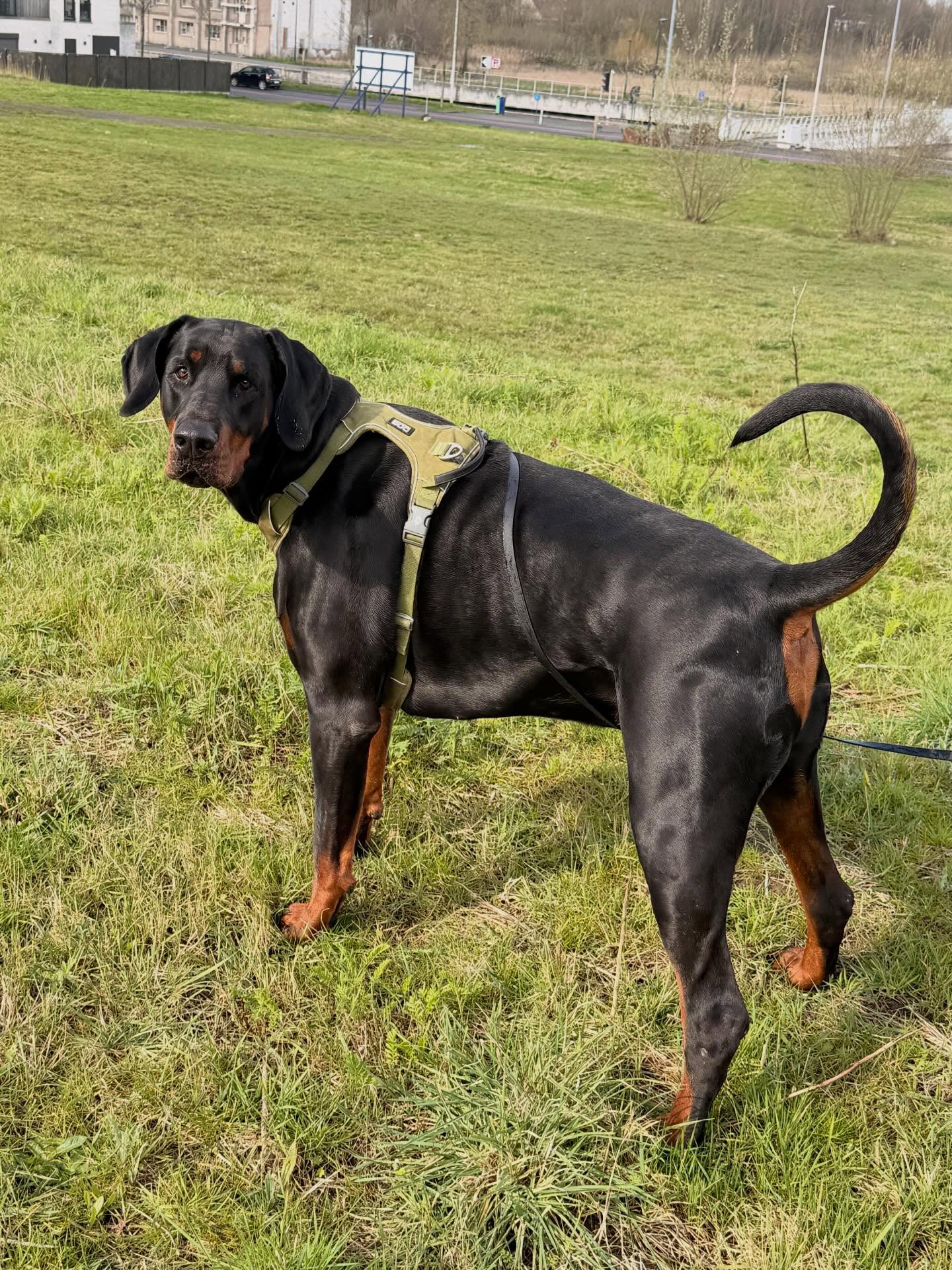 Mooi verhaal over Maurice!
Deze krachtige jongen van 60 kg kwam bij ons omdat hij zich niet goed kon gedragen. Voorheen volgde hij een opleiding waar gewerkt werd vanuit de dominante theorie: dingen zoals hem op de grond gooien of op de neus slaan, stropjes….Dit leek even te helpen, maar het loste de echte problemen niet op; het was alleen symptoombestrijding. En dat leidde zelfs tot nog meer angstige reacties naar fietsers en auto’s.
Het echte probleem? Onzekerheid!
In onze eerste les hebben we de Gentle Leader verwijderd, omdat dat ook een vorm van symptoombestrijding is. In plaats daarvan hebben we een harnas gebruikt en gewerkt aan de oorzaak. En wat een verschil! Maurice heeft enorme vooruitgang geboekt. Tijdens de laatste les was hij zo rustig dat het een plezier was om naar te kijken ipv een strijd om hem bij te houden….Bedankt voor jullie vertrouwen in ons. We blijven ons best doen en werken verder. 💪🐾 #trekkenaandelijn #reactiefgedragbijhonden #uitvallenaandelijn #gedragstherapie #gedragstherapeut