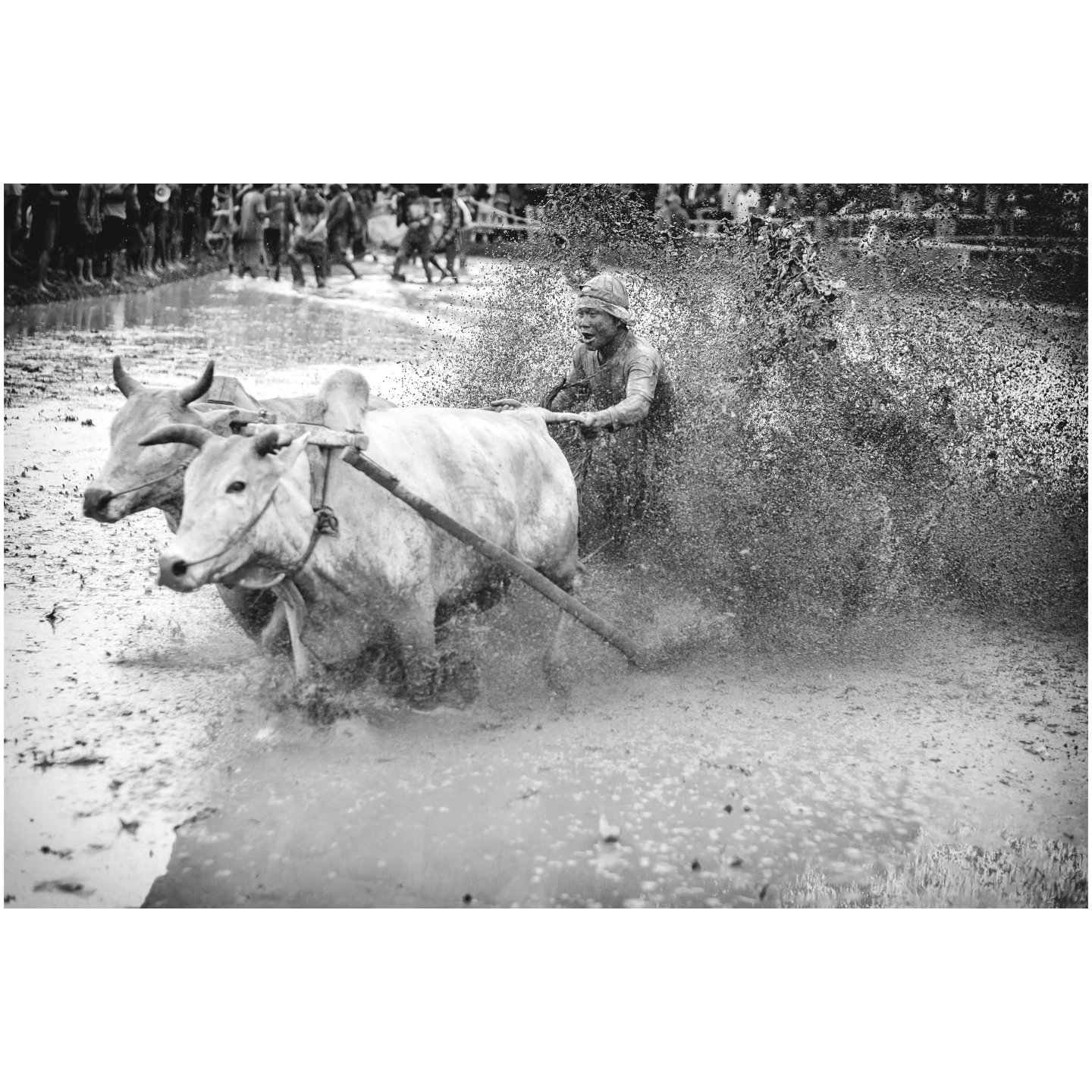 Pacu Jawi in black and white.
.
.
.
.
.
#pacujawi #cowraces #mud #sumatra #bw #blackandwhitephotography #blackandwhite #bukittinggi #indonesia #indonesie #travelphotography #action #fujifilm #marcolephotographe #tulisjusquicicestsympa