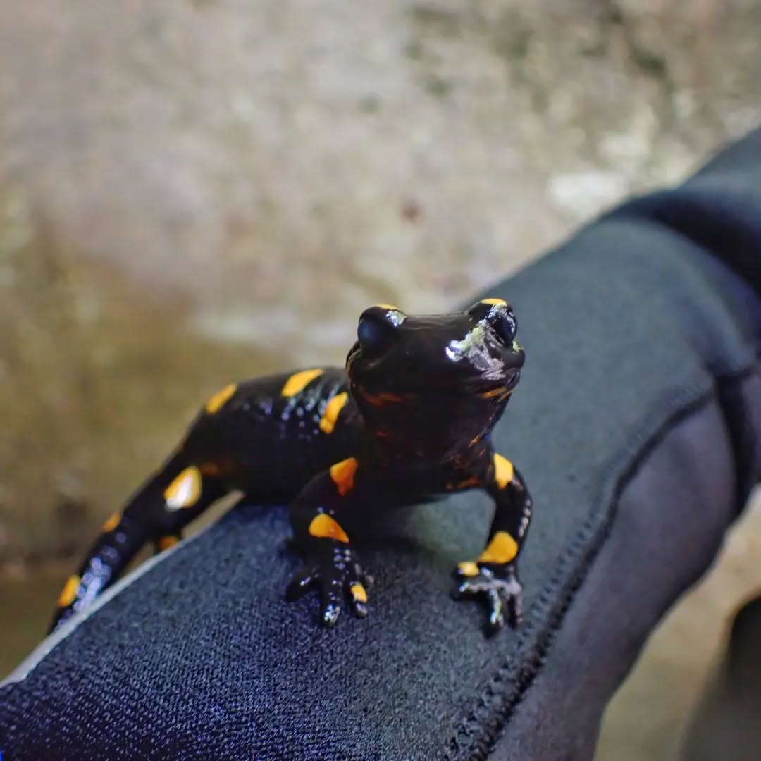 Let's start this season with some cuteness:
.
.
#canyoning #salamanders #waterfall #bestlocation #canyoning_pictures_instagram #adventures #outdoorsy #fresh #placeslikethis #wild #search ##find #yoursoul #inthenature #jump #swimming #poolparty #toplocation #funalltheway #thebestoftheday #interrailing #europe #sloveniatravel #placestovisit #slovenia_ig #toptags #watercolor