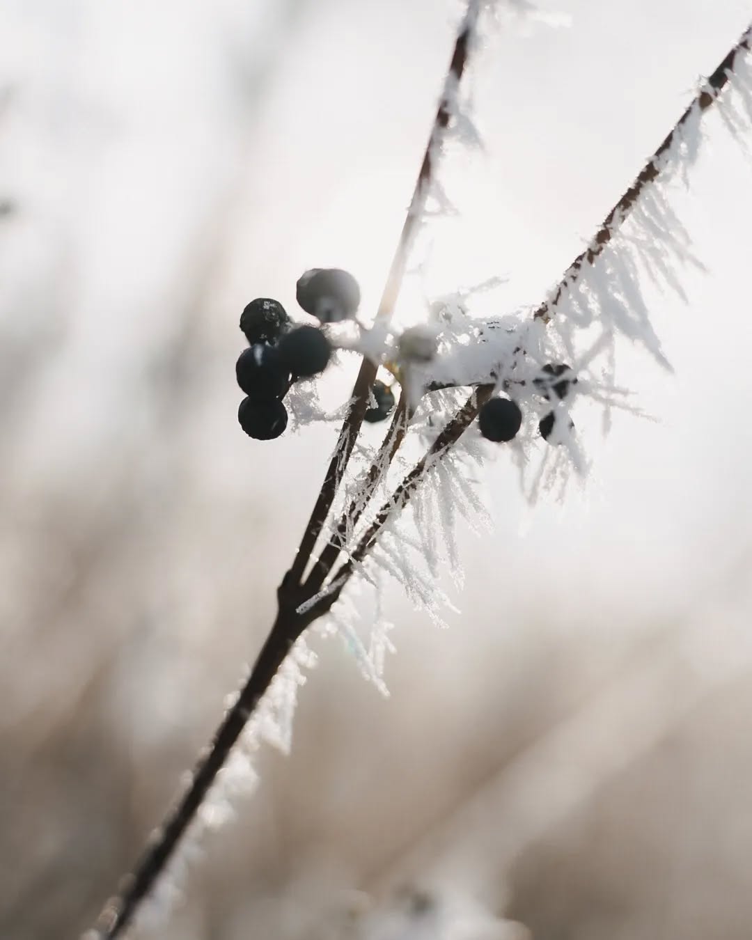 Ich hoffe ihr alle hattet einem gesunden, schönen und erfolgreichen Start ins neue Jahr 🍀
Heute gibt's ein paar Eindrücke vom winterlichen Spaziergang am Wochenende.
In der Natur kann ich am besten abschalten, Inspirationen finden & kreativen Gedanken nachgehen.
Bei mir passiert aktuell weiterhin viel im Hintergrund.
Beruflich entwickelt sich einiges und auch privat stehen schöne Ereignisse an❕
Ich hoffe ich kann euch dieses Jahr wieder mehr Eindrücke zeigen ✏ was interessiert euch auf meinem Account❔
- Grüne Grüße
Jasmin
.
.
.
.
.
.
.
.
.
.
.
.
.
.
.
.
#Landschaftsarchitektur #landschaftsfotografie #Landschaftsgestaltung #landschaftsarchitektin #landscapephotography #landscapedesign #landscape_captures #Gartengestaltungen #gartenplanungen #gartenprojekte #grünebranche #grünimgarten #grüninderstadt #grünerwohnen #freiraumgestaltung #freianlagenplanung #freiraumplanung #gartenberatungen #Hausgartenplanung #Hausgarten #hausbau #hausbau2024 #hausbau2025 #gartendesign #gartenentwurf #gartenfotografie