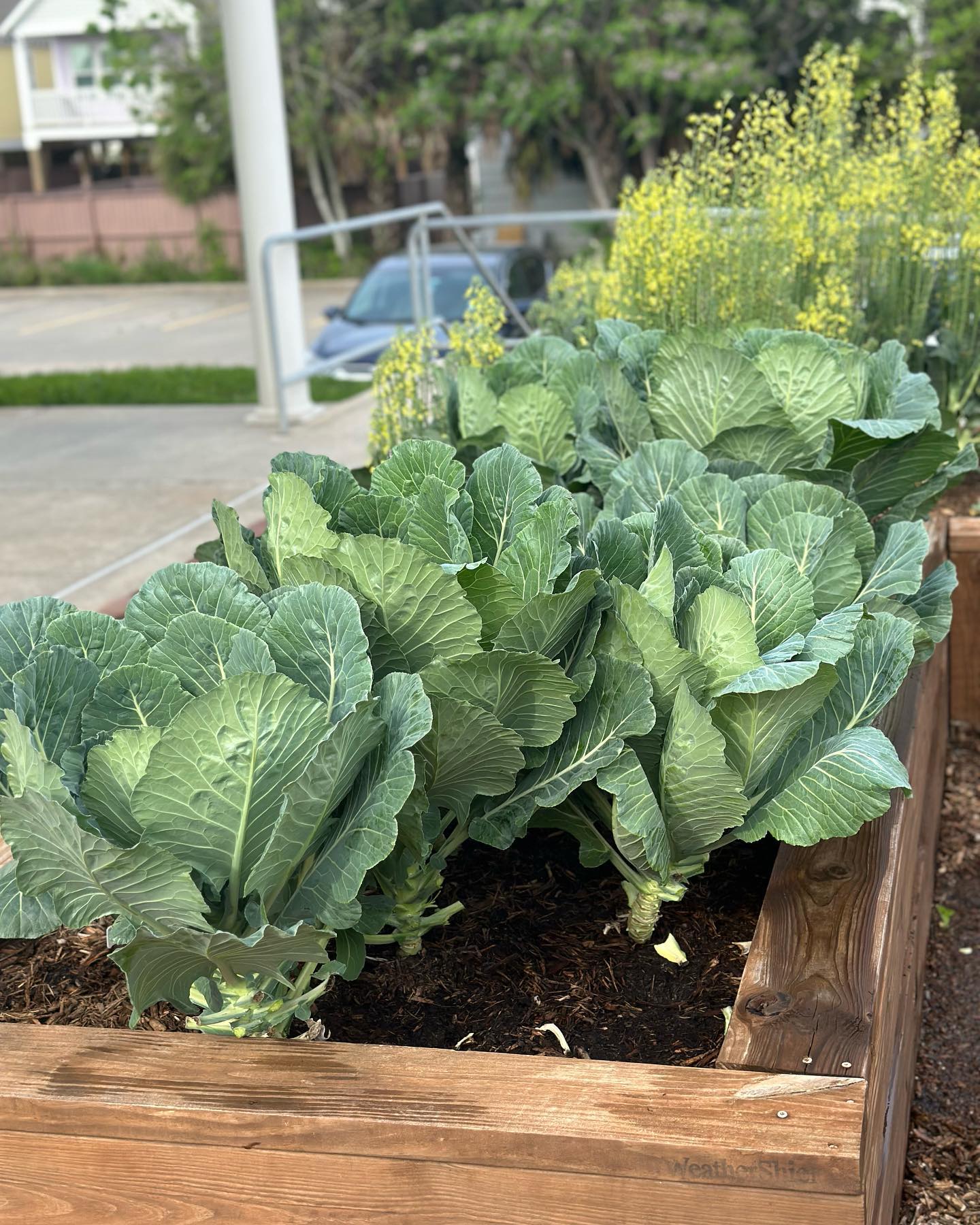 Do you know where your food comes from?? We sure do! Swipe to see where our produce’s journey begins and ends ——> in happy bellies with no pesticides on our plates 🌞
#islandgrown #islandfarmacy #nopesticidesonmyplate #organicgardening #integrativemedicine #foodasmedicine #urbanfarming