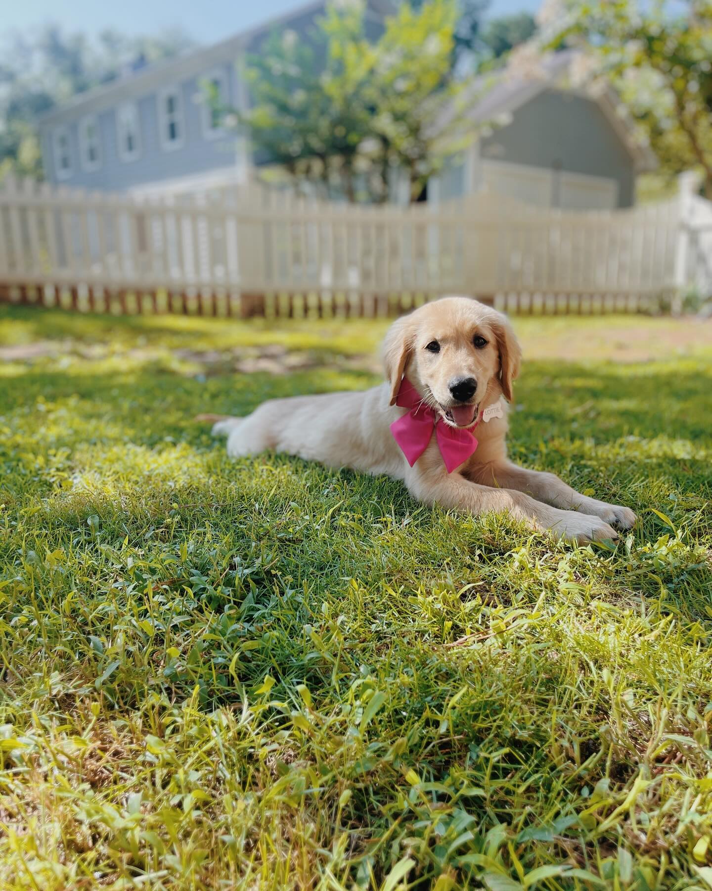 Hiiiiii! My name is Lottie, and I’m the newest resident of the Dollhouse Cottage (my mom says it’s a double name, and it’s, Lottie Pickle, but actually my REAL name is Lady Charlotte Pickle Jager, Countess of Vintage Lane when I’m feelin’ fancy.)!
I love my new mom sooooo much, and I know she REALLY loves me. My life is so fun because my grandparents took home my half-sista Pearl (Brucie Pearl), and I can’t wait to play with her allllll the time at their house. Over there, I got to meet my Uncle Sully and Aunt Shug (OH YEAH! HBD SHUGGIE 🥳). I love them so much too. I even got to meet some of my cousins at my Aunt RuRu’s house (my favorite was my kind of name twin, Charlie). Life is so good when you are the sixth goldie in your extended family (don’t worry, I love my other three non-goldie furry cousins too).
Okay I love you all. Bye bye now. I gotta go take a nap.