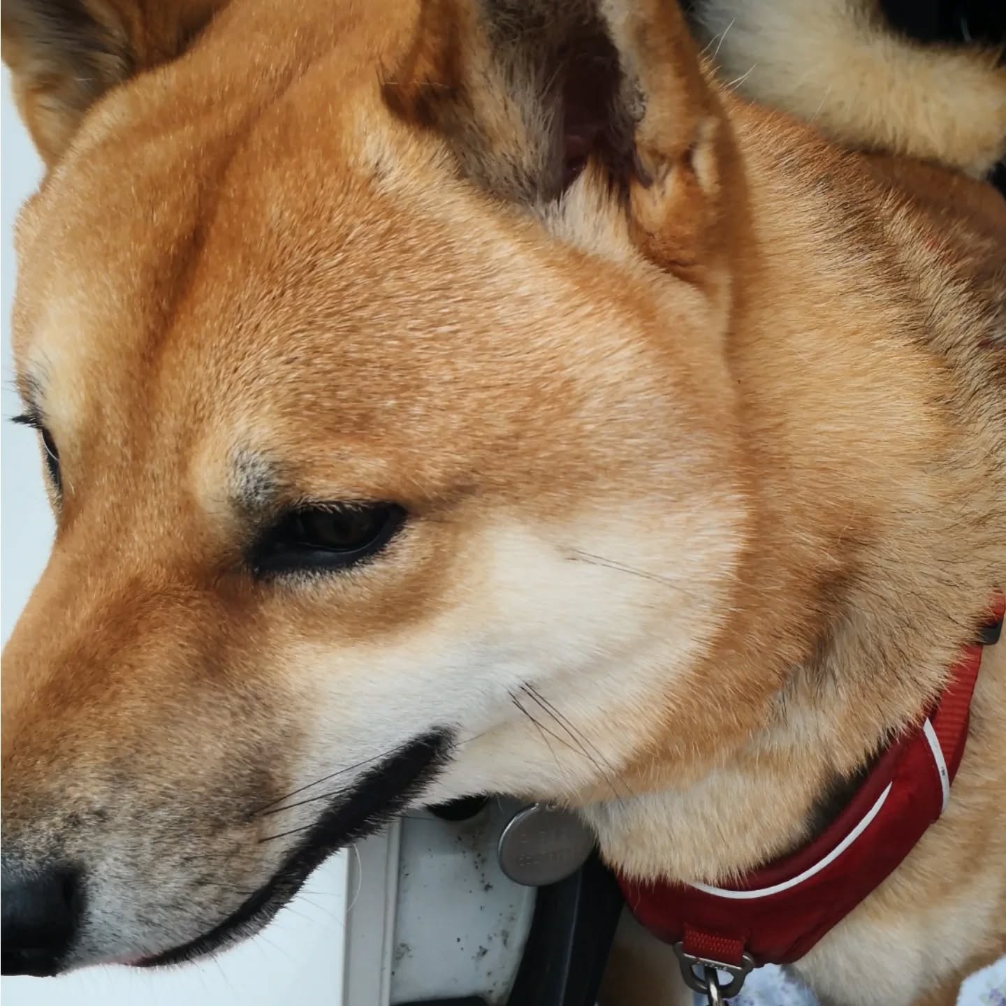 Vox, en séance rappel, renoncement et socia chien.